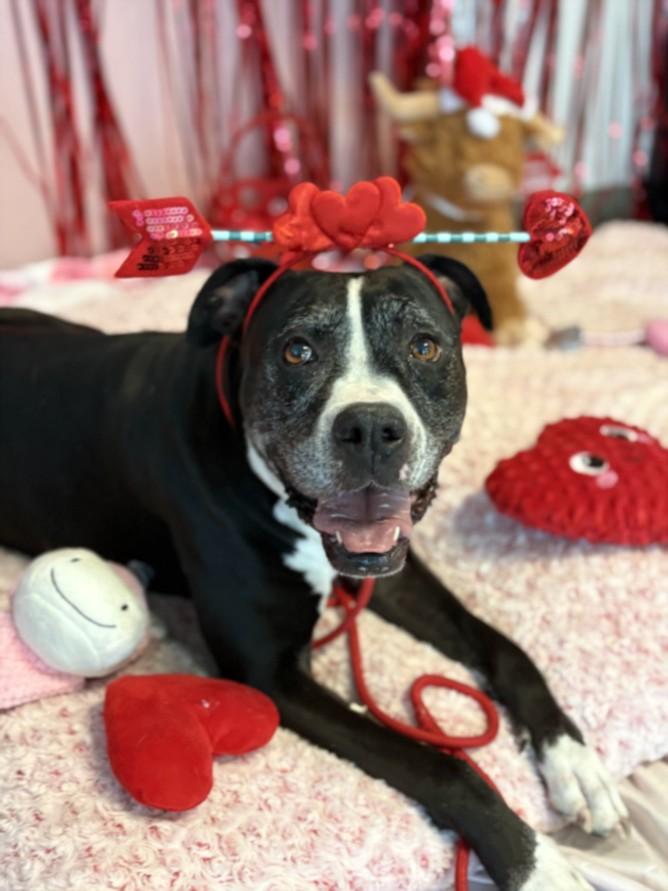 Enlarge RUBY, a Adoptable Boxer in Los Angeles, CA image 2/2