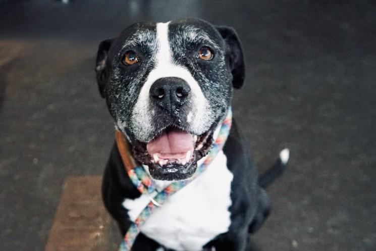 RUBY, Adoptable, Senior Female Boxer.