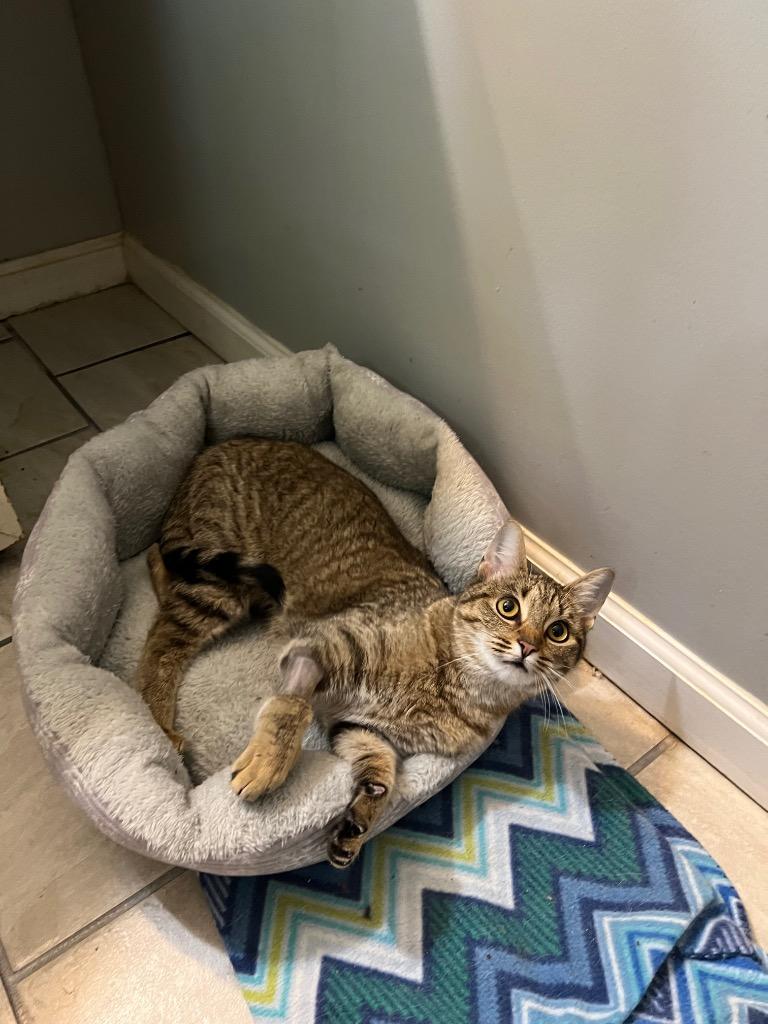 Tiger Lily, Adoptable, Adult Female Domestic Short Hair.