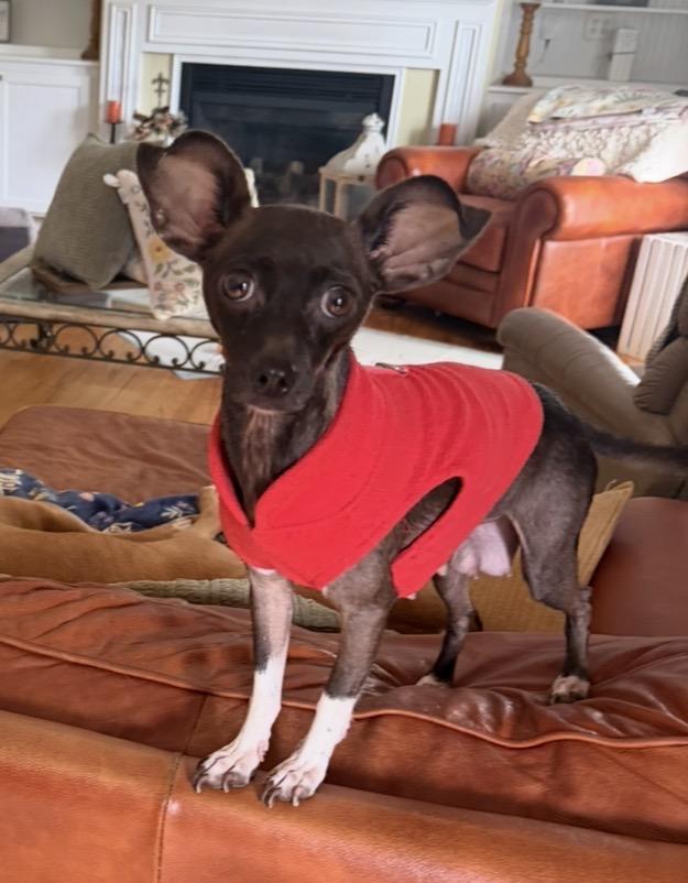 Mama Kix, Adoptable, Adult Female Chihuahua.