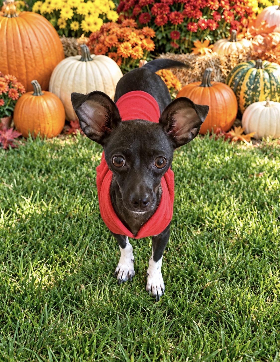 Enlarge Mama Kix, a Adoptable Chihuahua in Kings Mountain, NC image 2/6