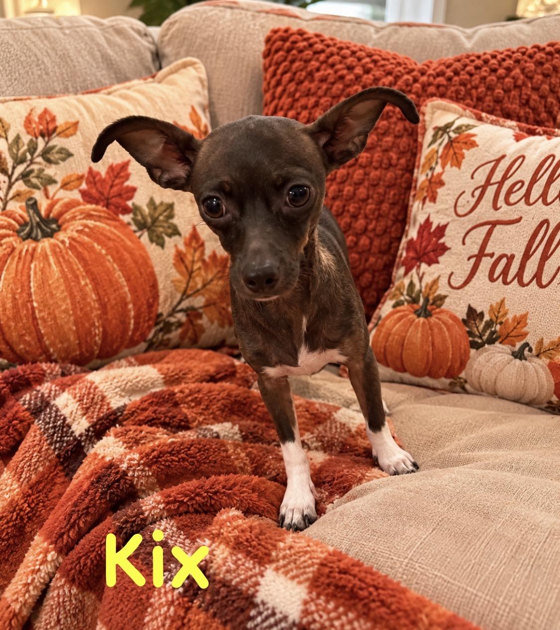 Enlarge Mama Kix, a Adoptable Chihuahua in Kings Mountain, NC image 4/6