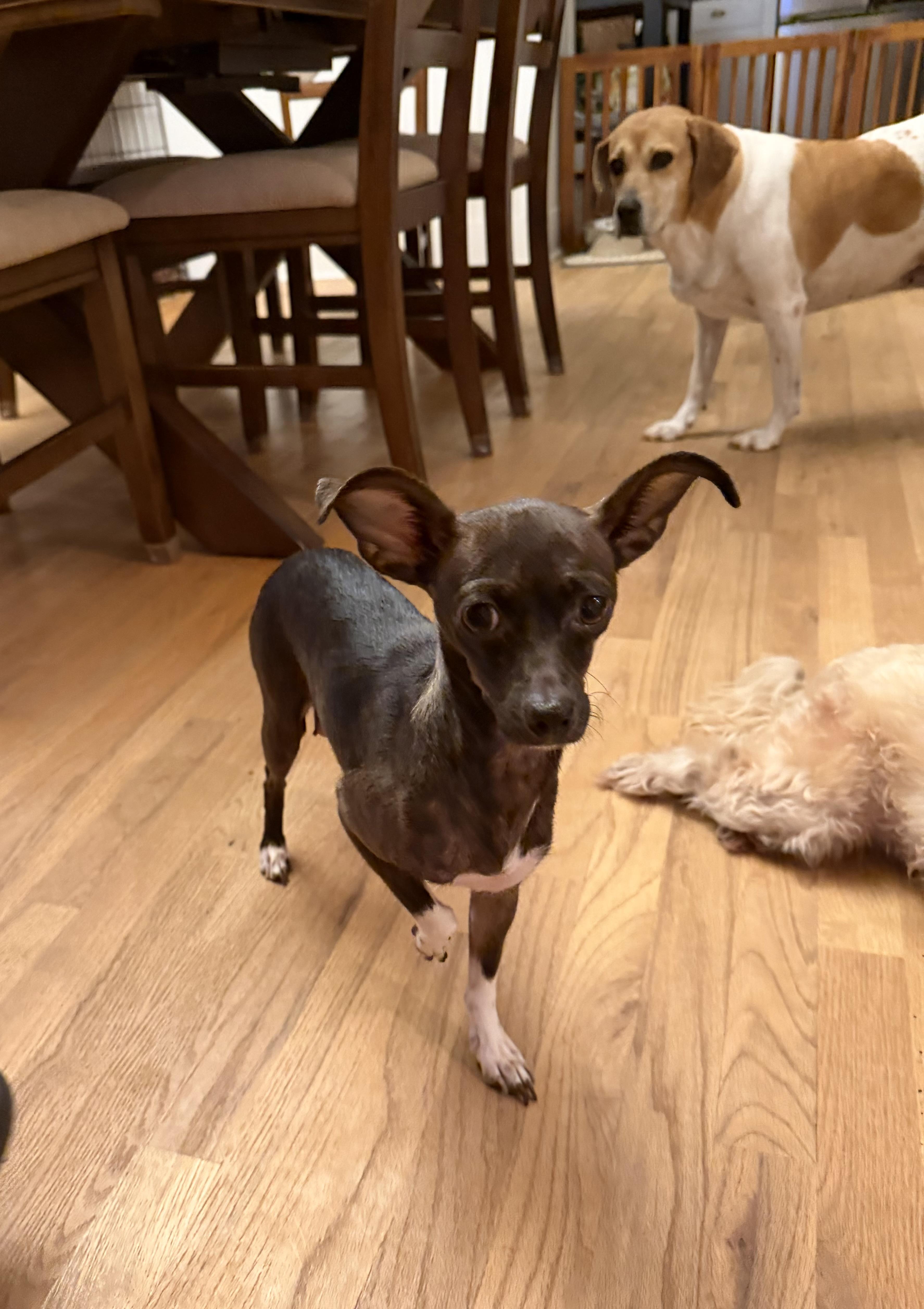 Enlarge Mama Kix, a Adoptable Chihuahua in Kings Mountain, NC image 5/6