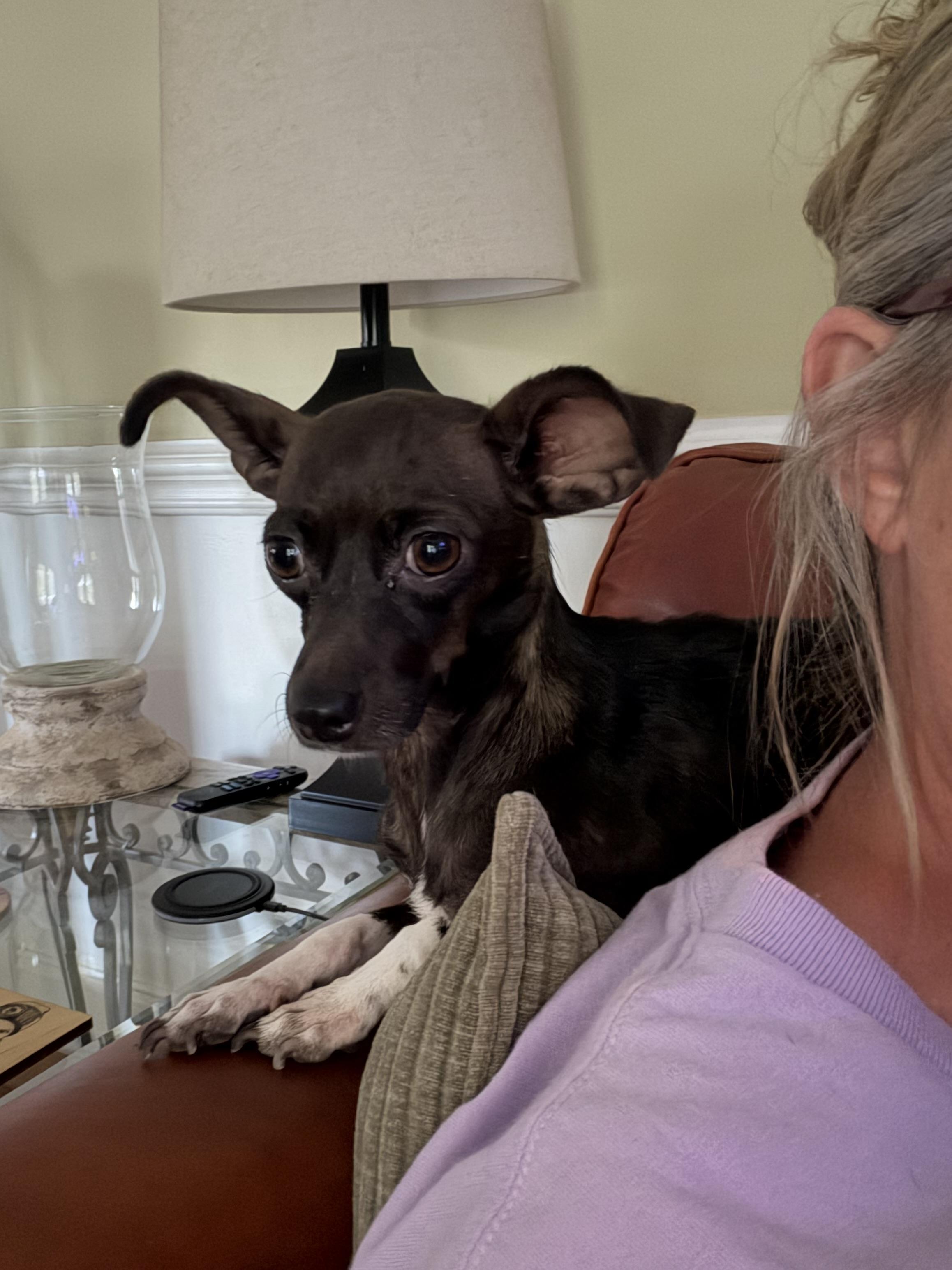 Enlarge Mama Kix, a Adoptable Chihuahua in Kings Mountain, NC image 6/6