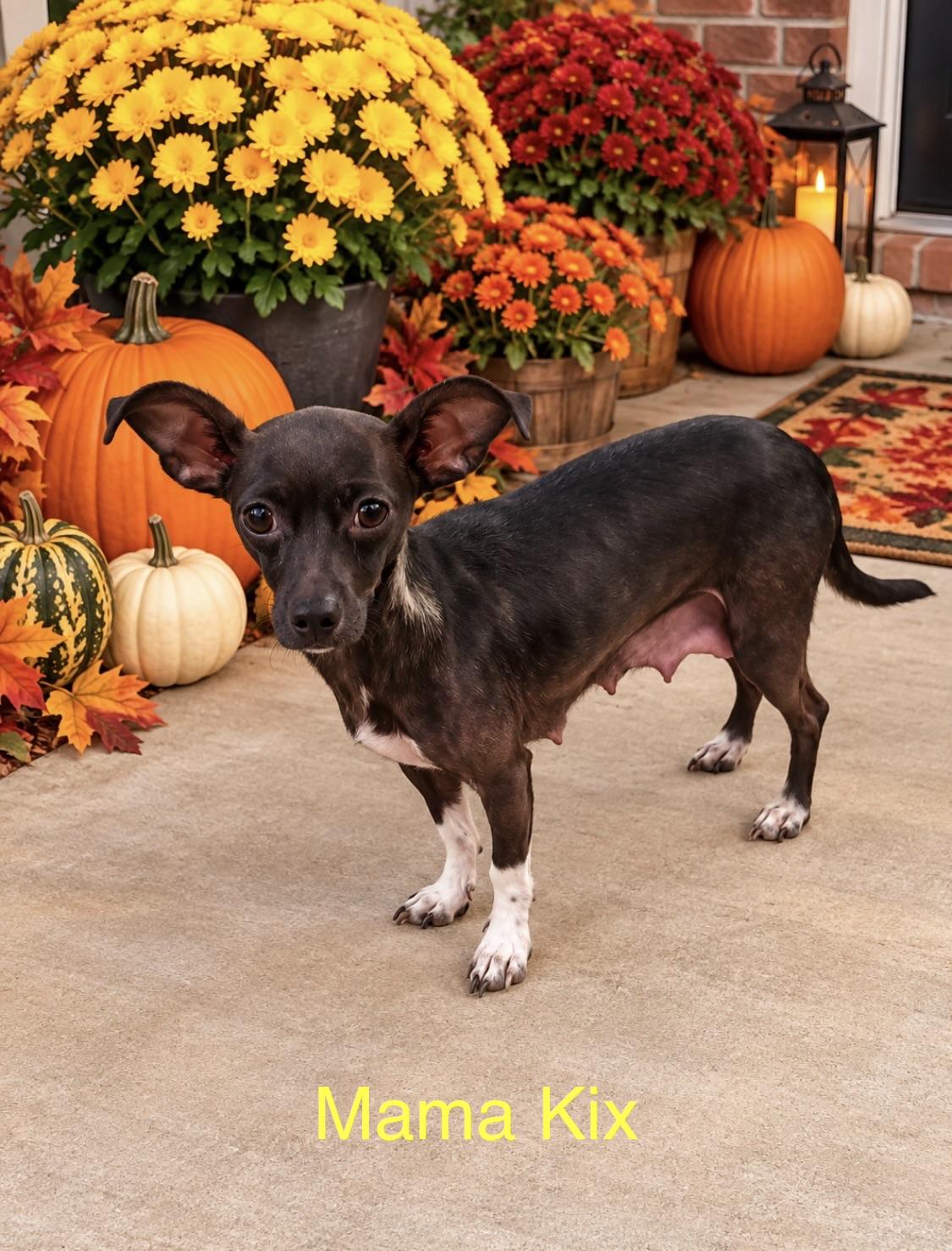 Enlarge Mama Kix, a Adoptable Chihuahua in Kings Mountain, NC image 3/6