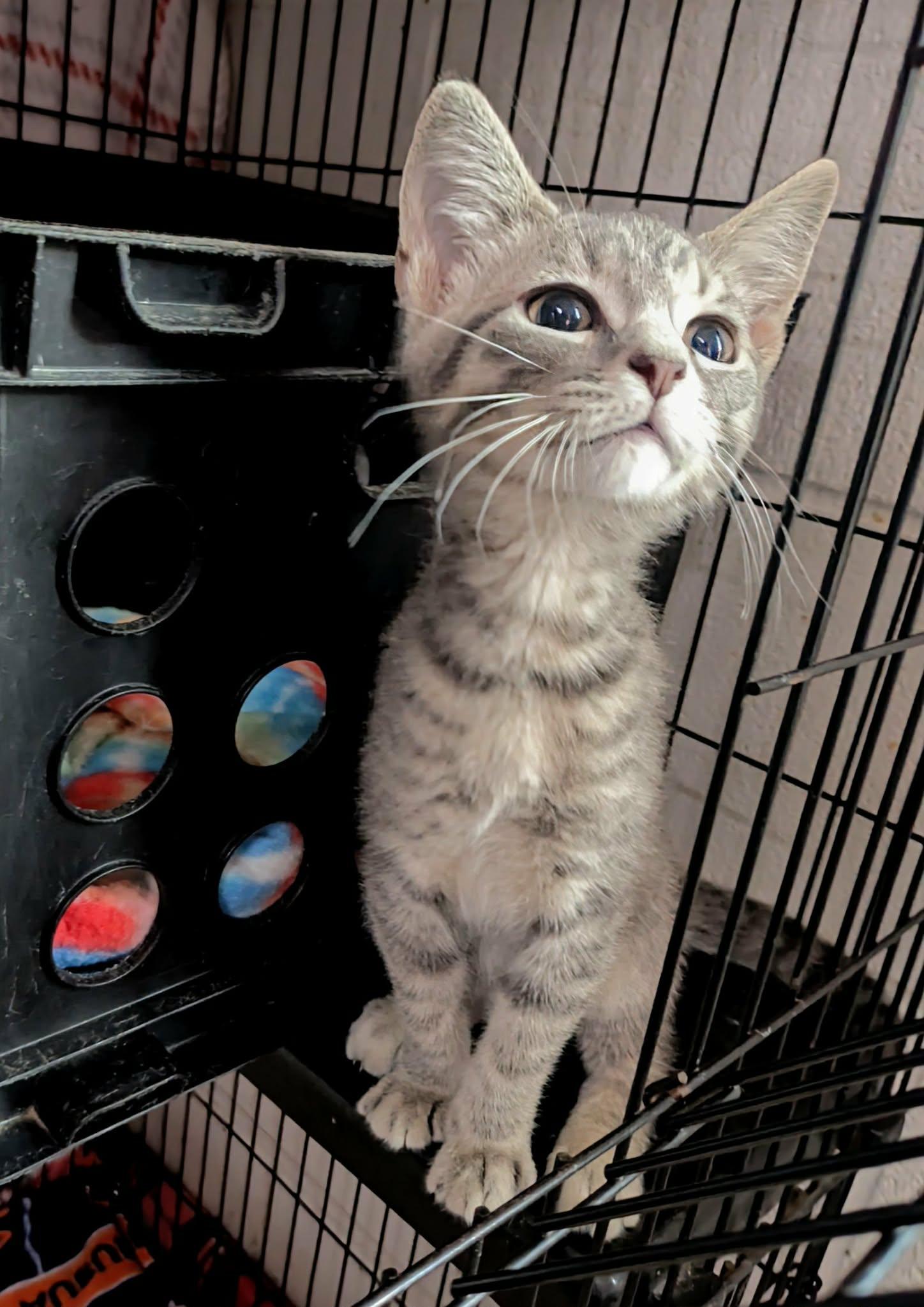 Enlarge PB, an adopted mixed breed in Ozark, AL image 5/5