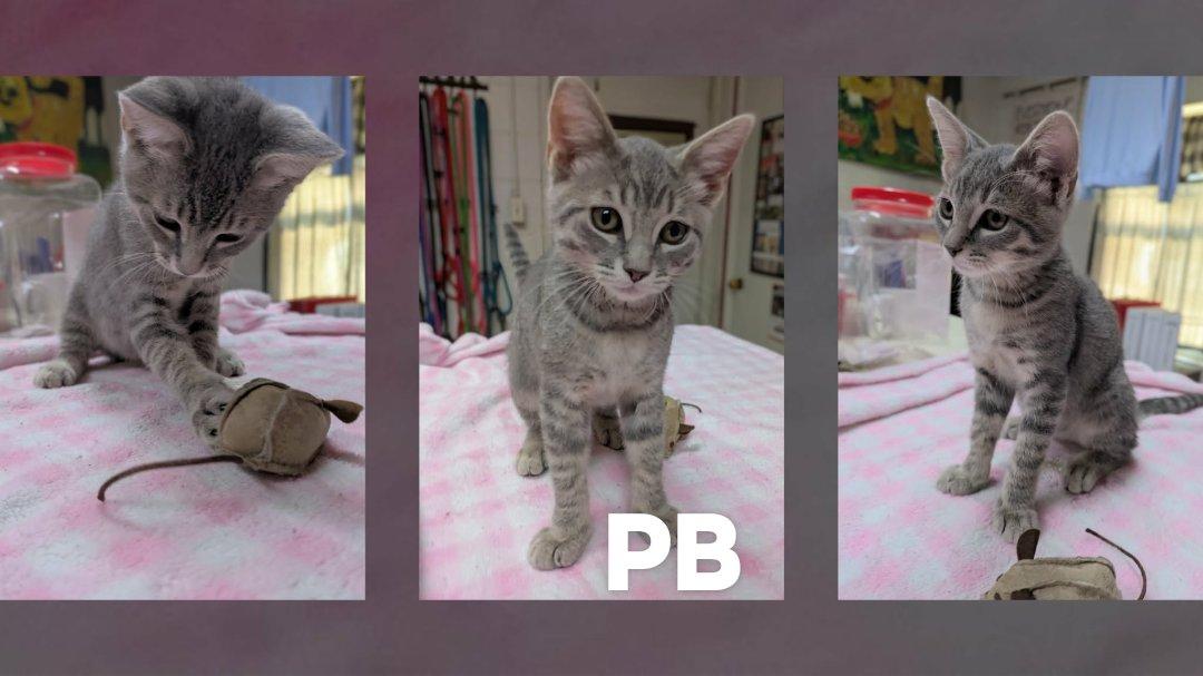 Enlarge PB, an adopted mixed breed in Ozark, AL image 4/5