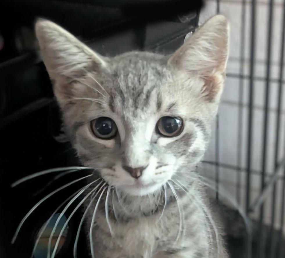 PB, adopted, Kitten Female Domestic Short Hair.