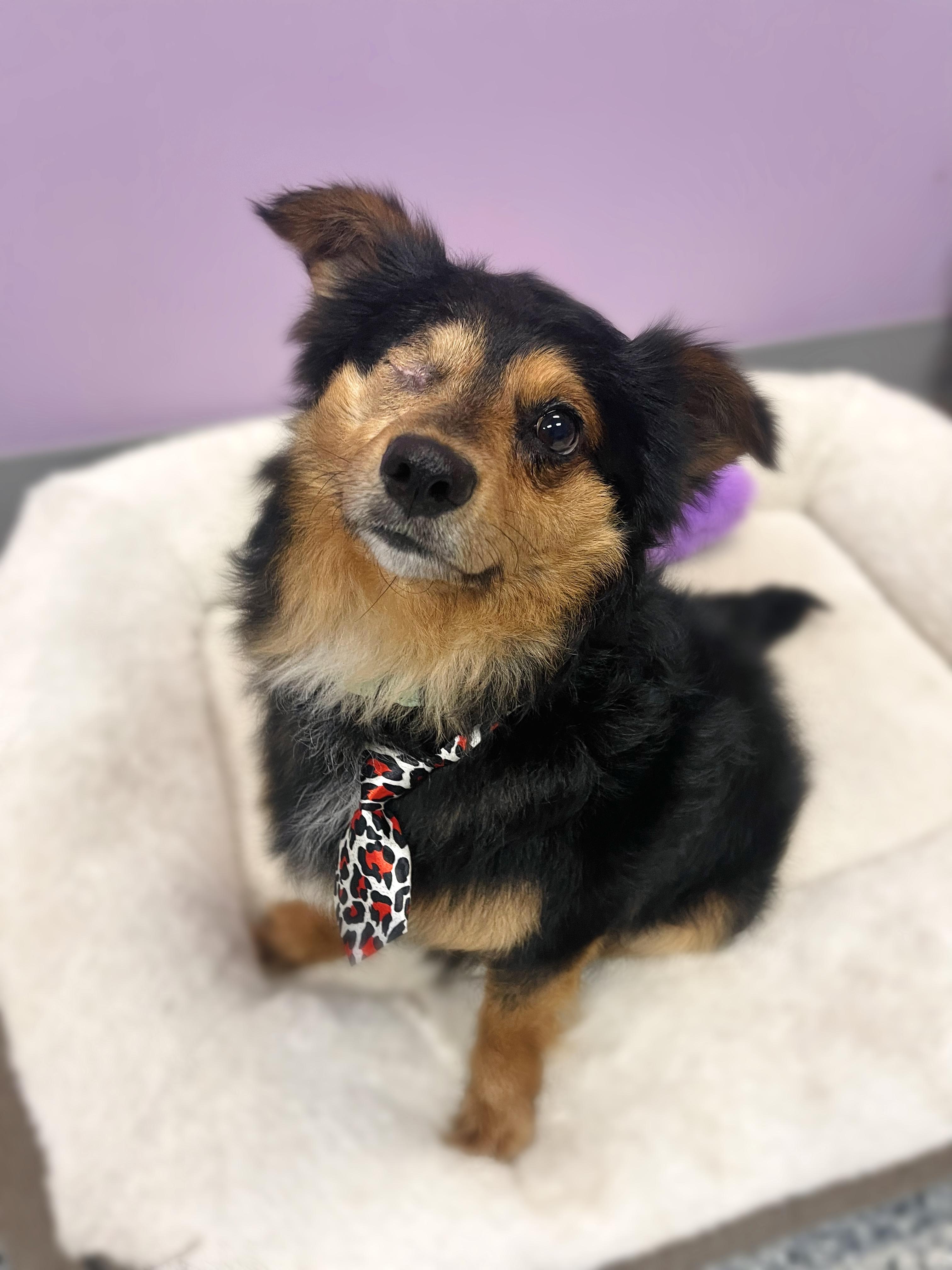 Enlarge Prince Miles in NH! Come Meet our Adoptable Dogs Wednesday-Saturday. More info in Bio! , a ADOPTABLE mixed breed in Manchester, NH image 1/2