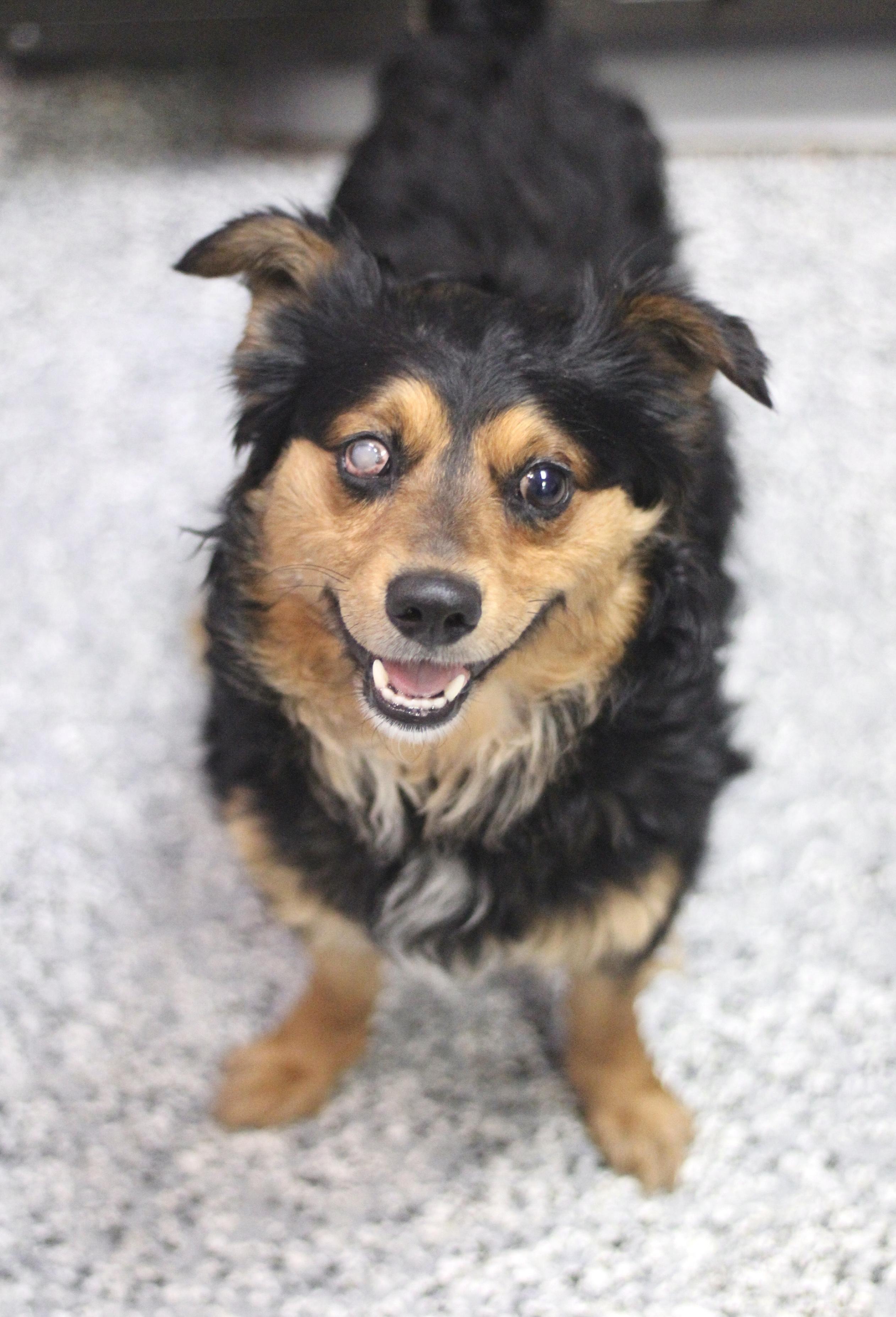 Prince Miles in NH! Come Meet our Adoptable Dogs Wednesday-Saturday. More info in Bio! , ADOPTABLE, Adult Male Dachshund (Long Haired).