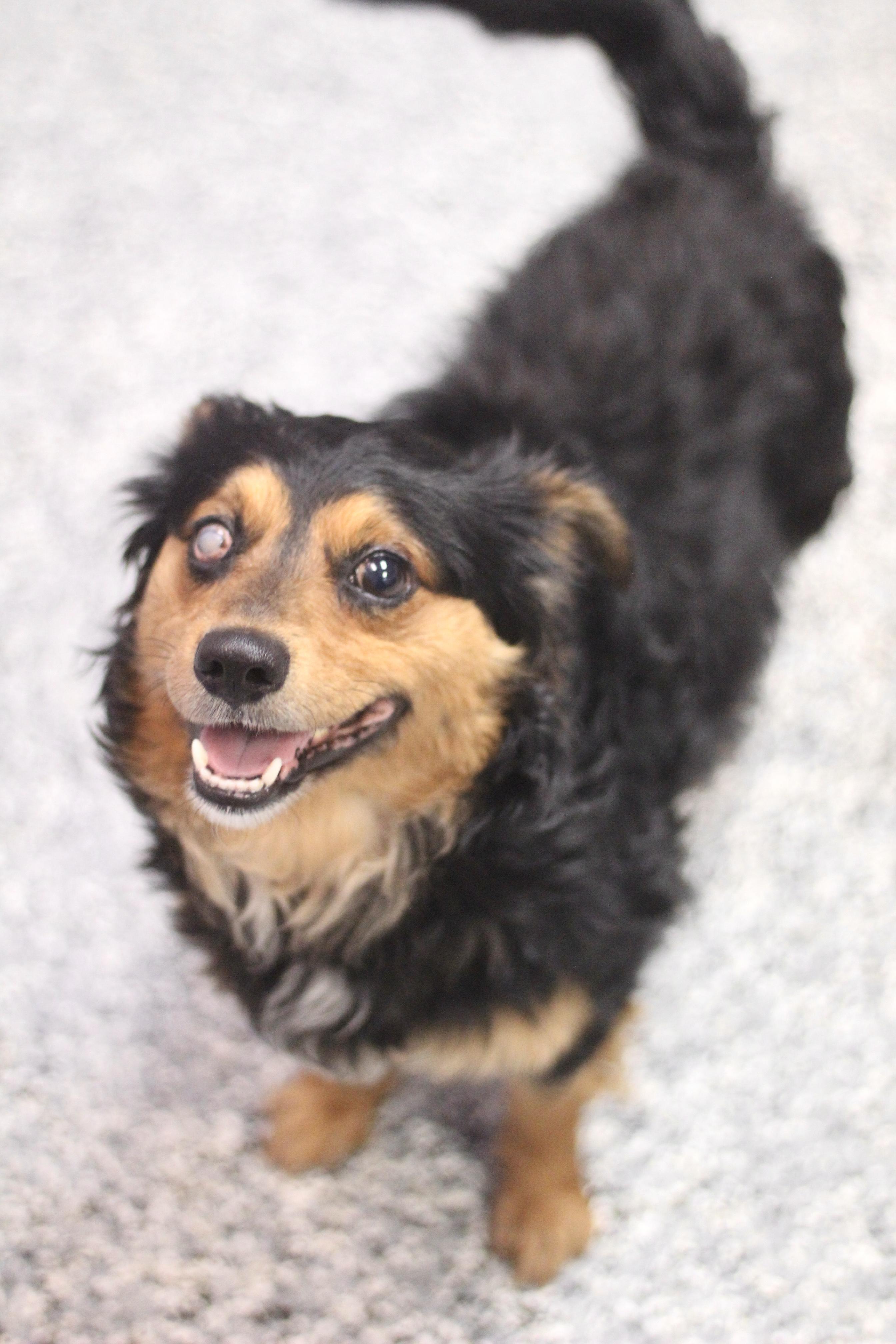 Enlarge Prince Miles in NH! Come Meet our Adoptable Dogs Wednesday-Saturday. More info in Bio! , a ADOPTABLE mixed breed in Manchester, NH image 3/3