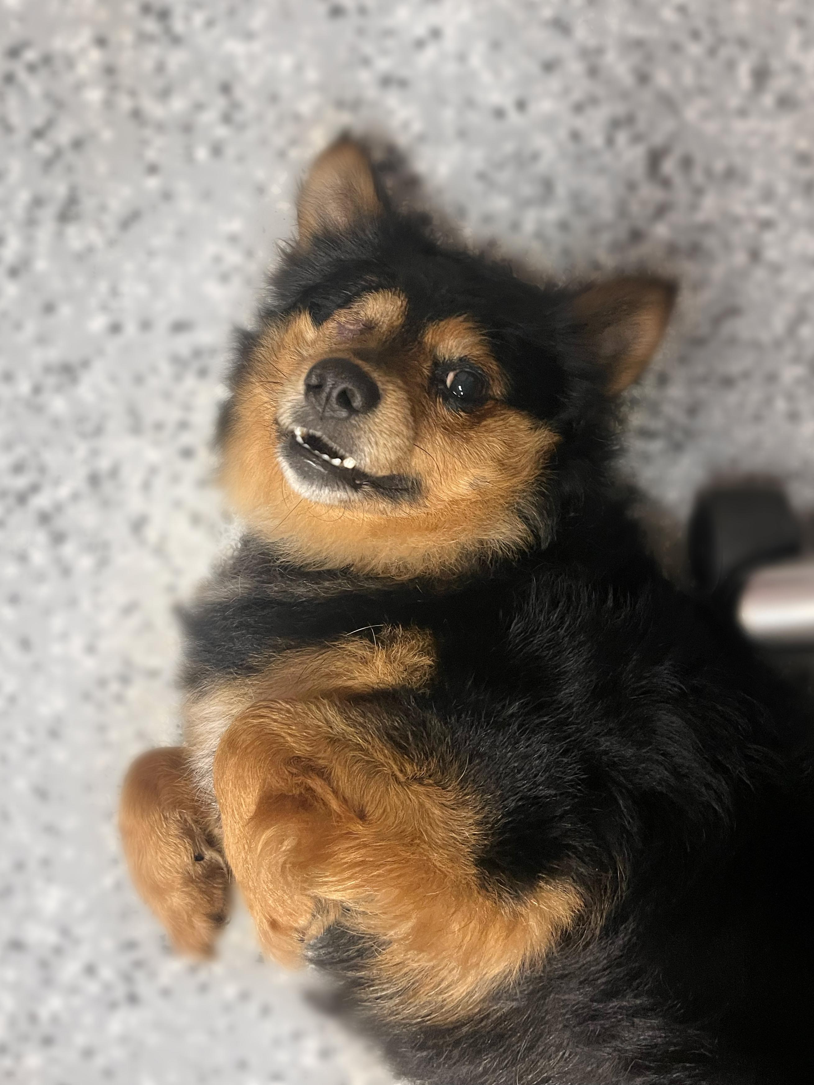 Enlarge Prince Miles in NH! Come Meet our Adoptable Dogs Wednesday-Saturday. More info in Bio! , a ADOPTABLE mixed breed in Manchester, NH image 2/2