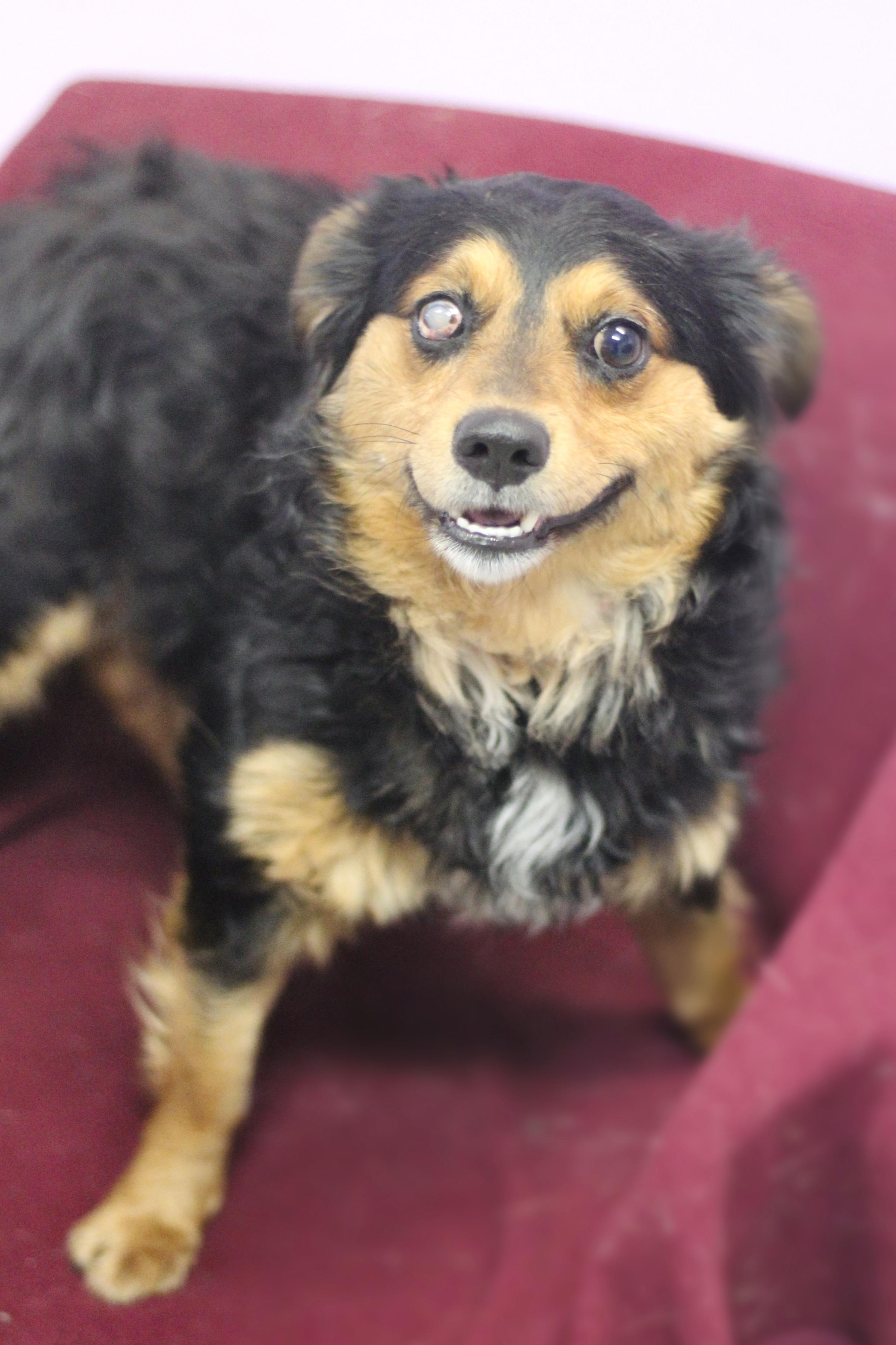 Enlarge Prince Miles in NH! Come Meet our Adoptable Dogs Wednesday-Saturday. More info in Bio! , a ADOPTABLE mixed breed in Manchester, NH image 2/3