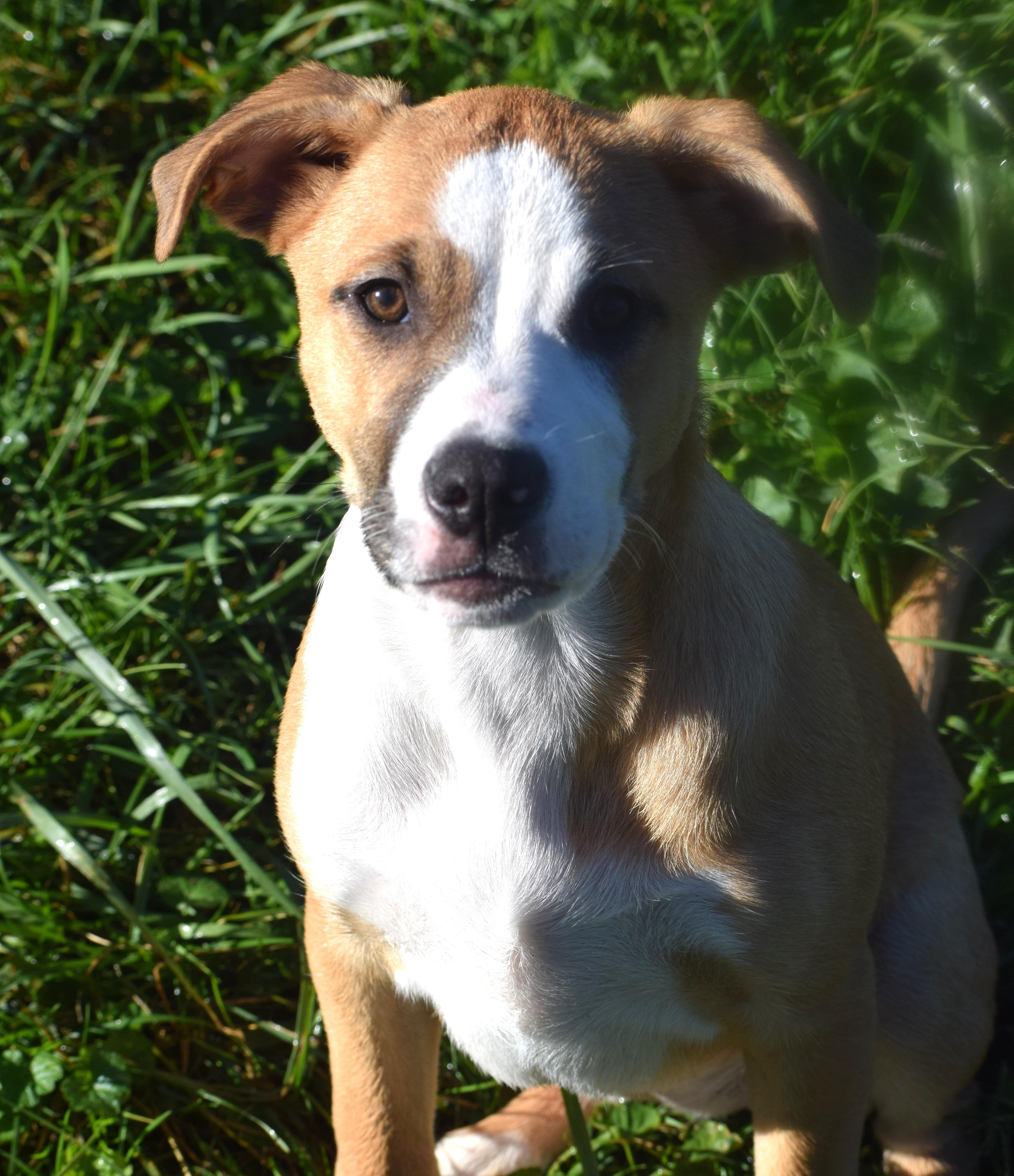 Enlarge Jessa-Pending, a Adoptable mixed breed in Frederick, MD image 2/6