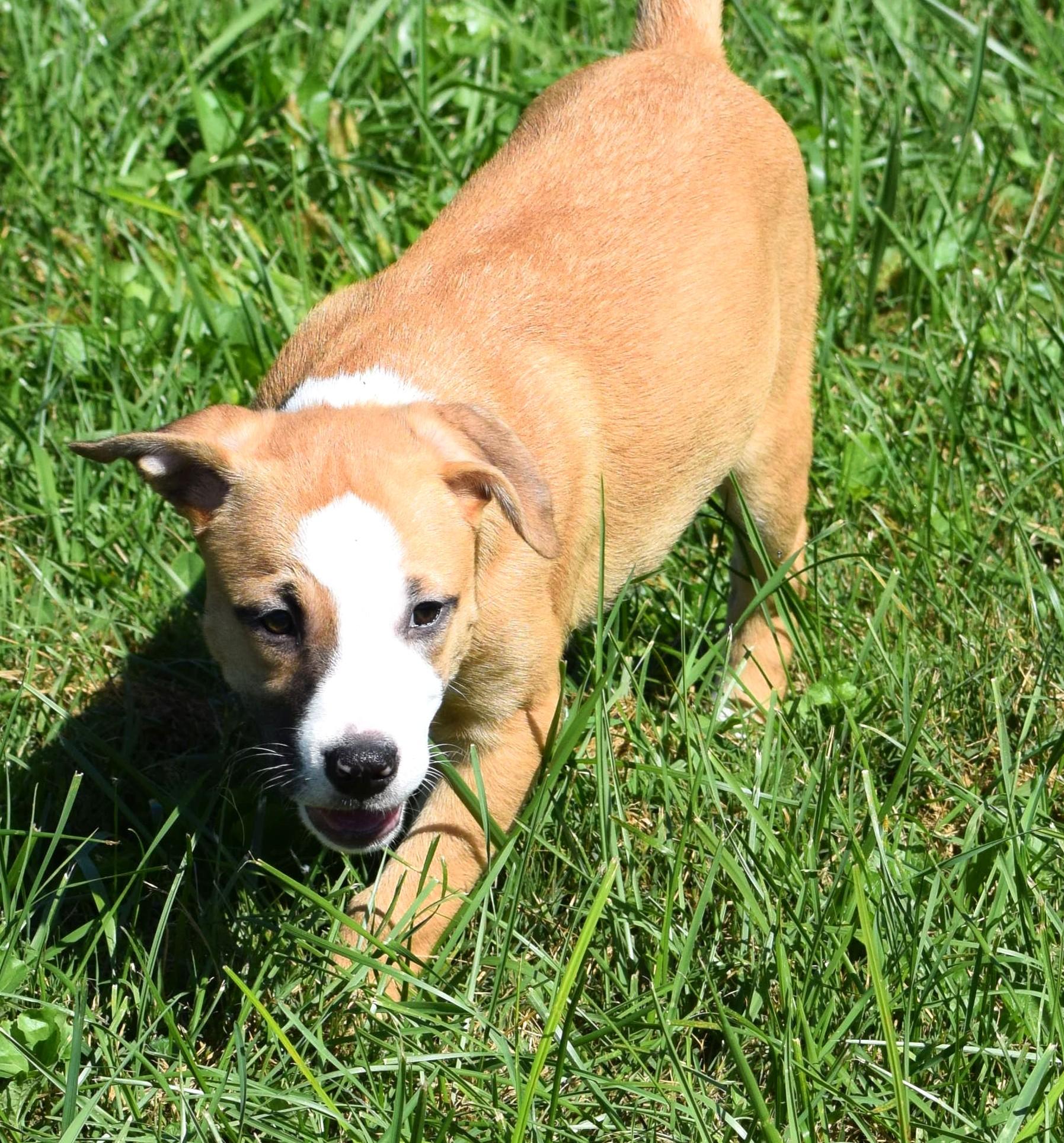 Enlarge Jessa-Available www.lhar.dog to apply, a Adoptable mixed breed in Frederick, MD image 4/6