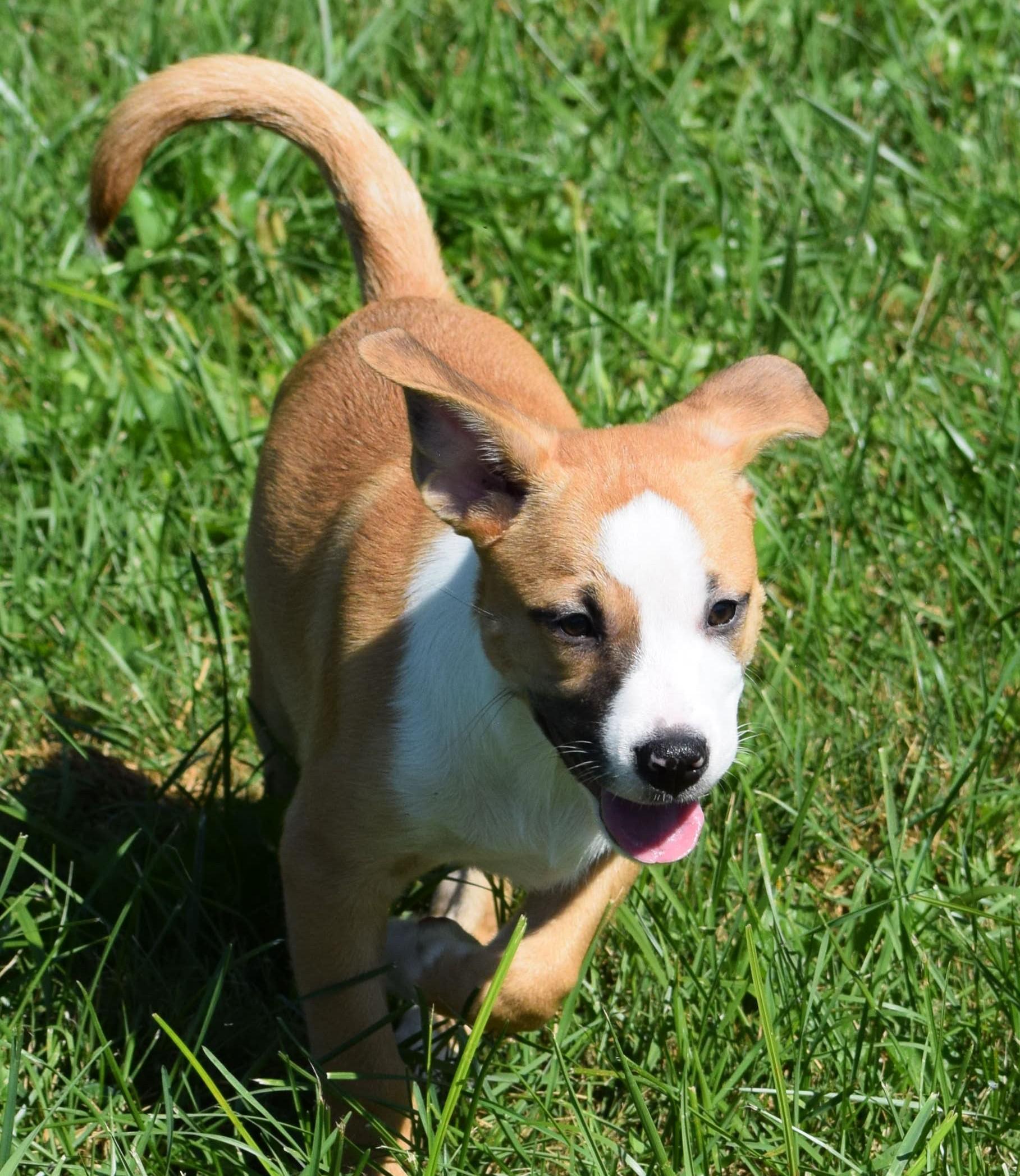 Enlarge Jessa-Available www.lhar.dog to apply, a Adoptable mixed breed in Frederick, MD image 5/6