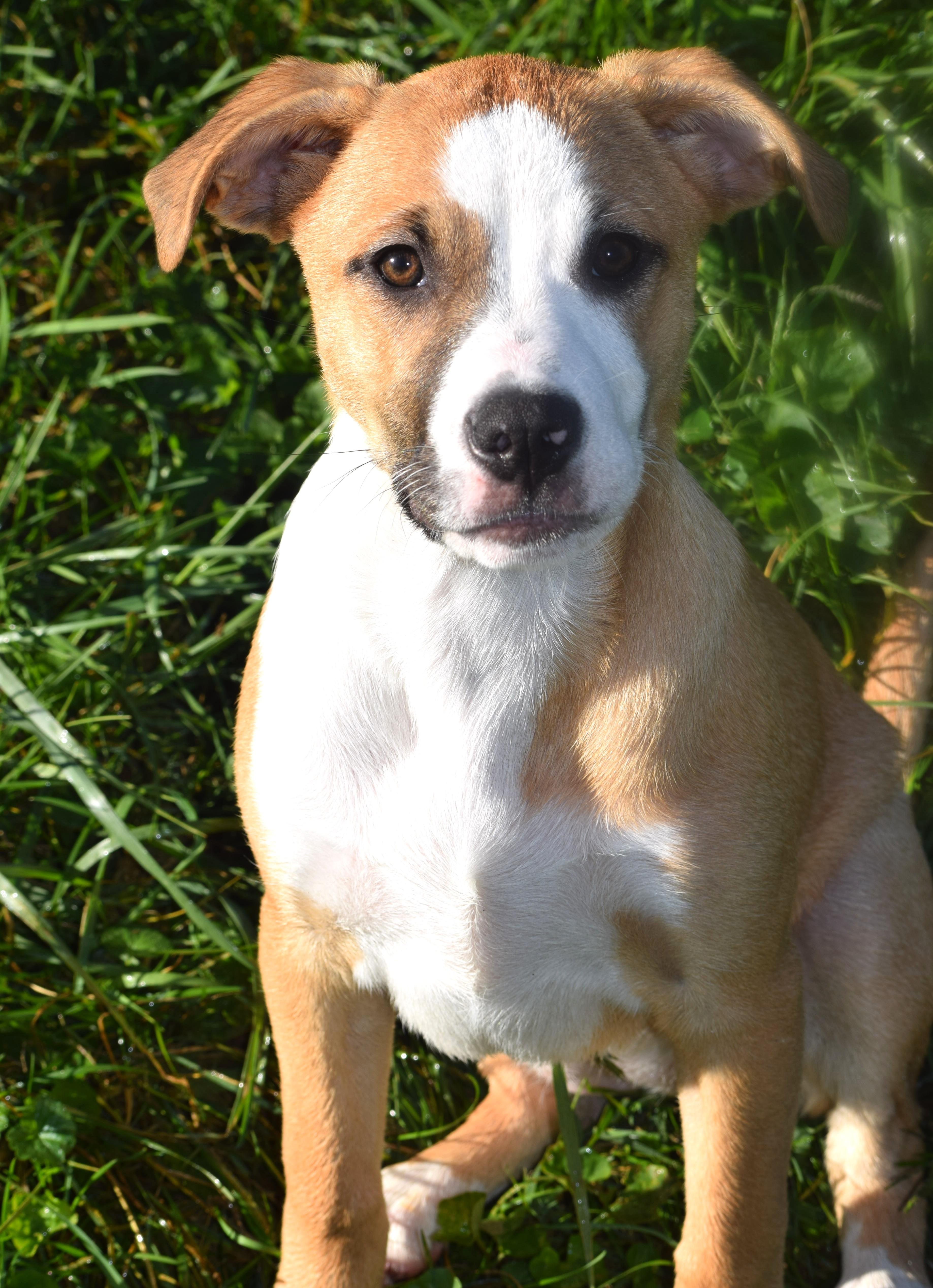 Enlarge Jessa-Pending, a Adoptable mixed breed in Frederick, MD image 1/6