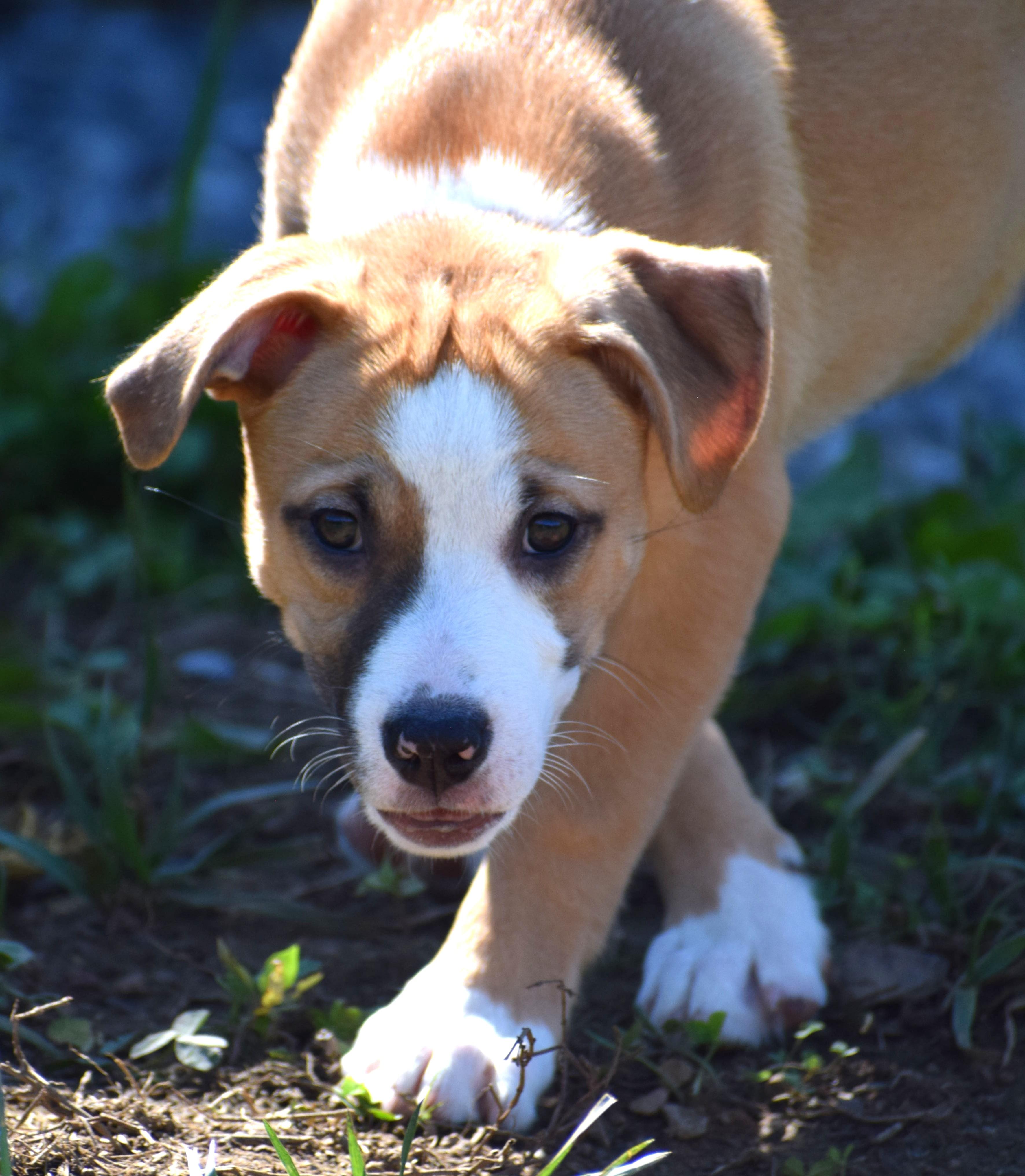 Enlarge Jessa-Available www.lhar.dog to apply, a Adoptable mixed breed in Frederick, MD image 3/6