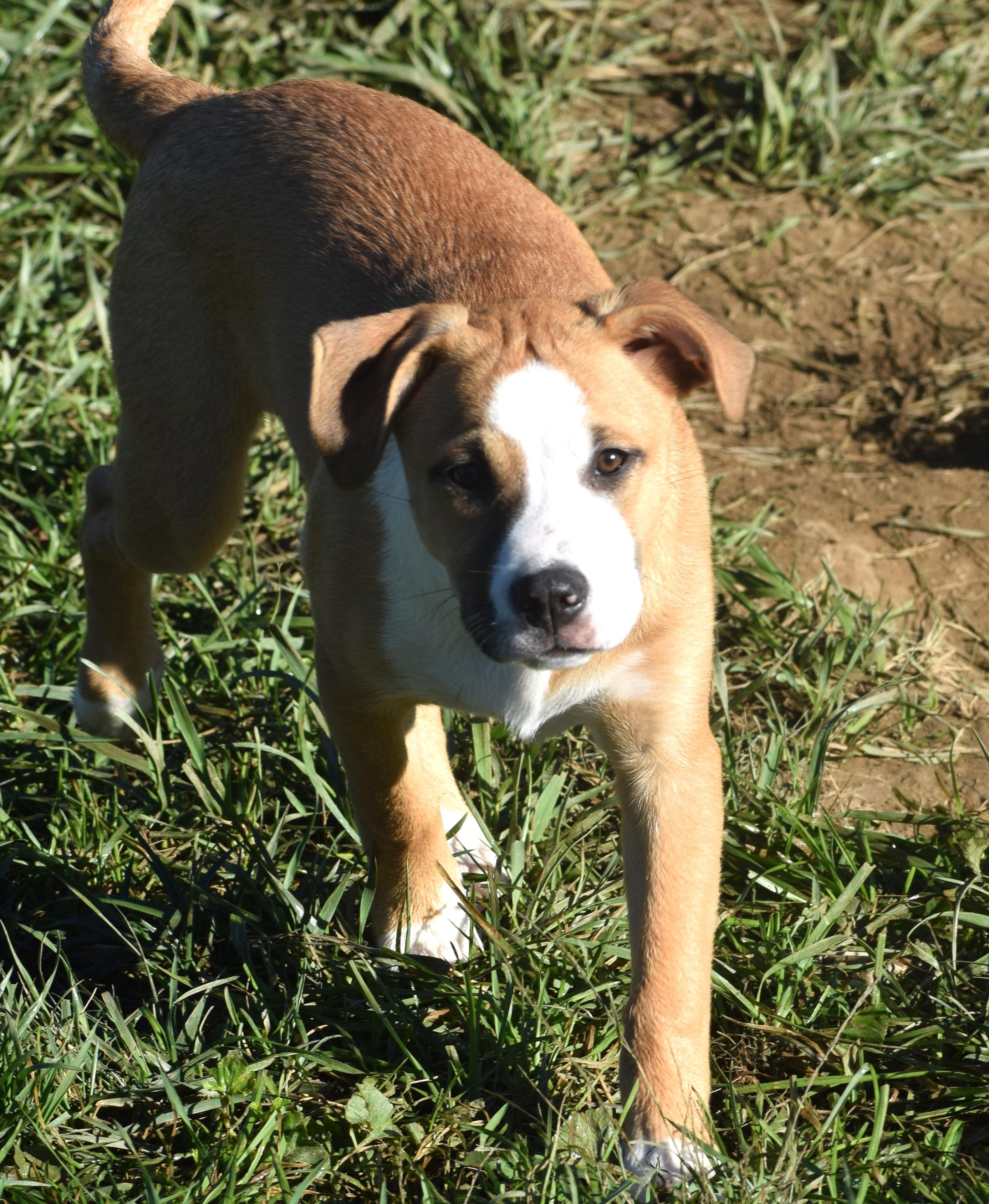 Enlarge Jessa-Pending, a Adoptable mixed breed in Frederick, MD image 6/6