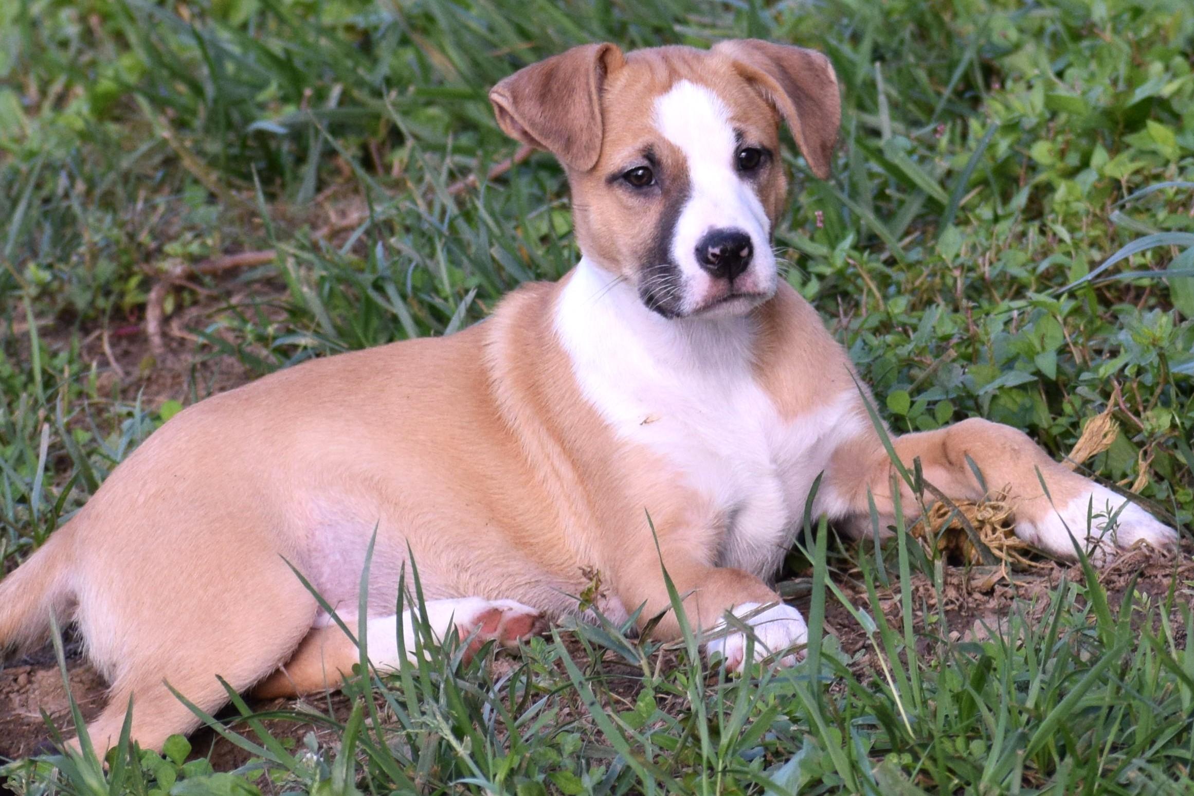 Enlarge Jessa-Available www.lhar.dog to apply, a Adoptable mixed breed in Frederick, MD image 2/6