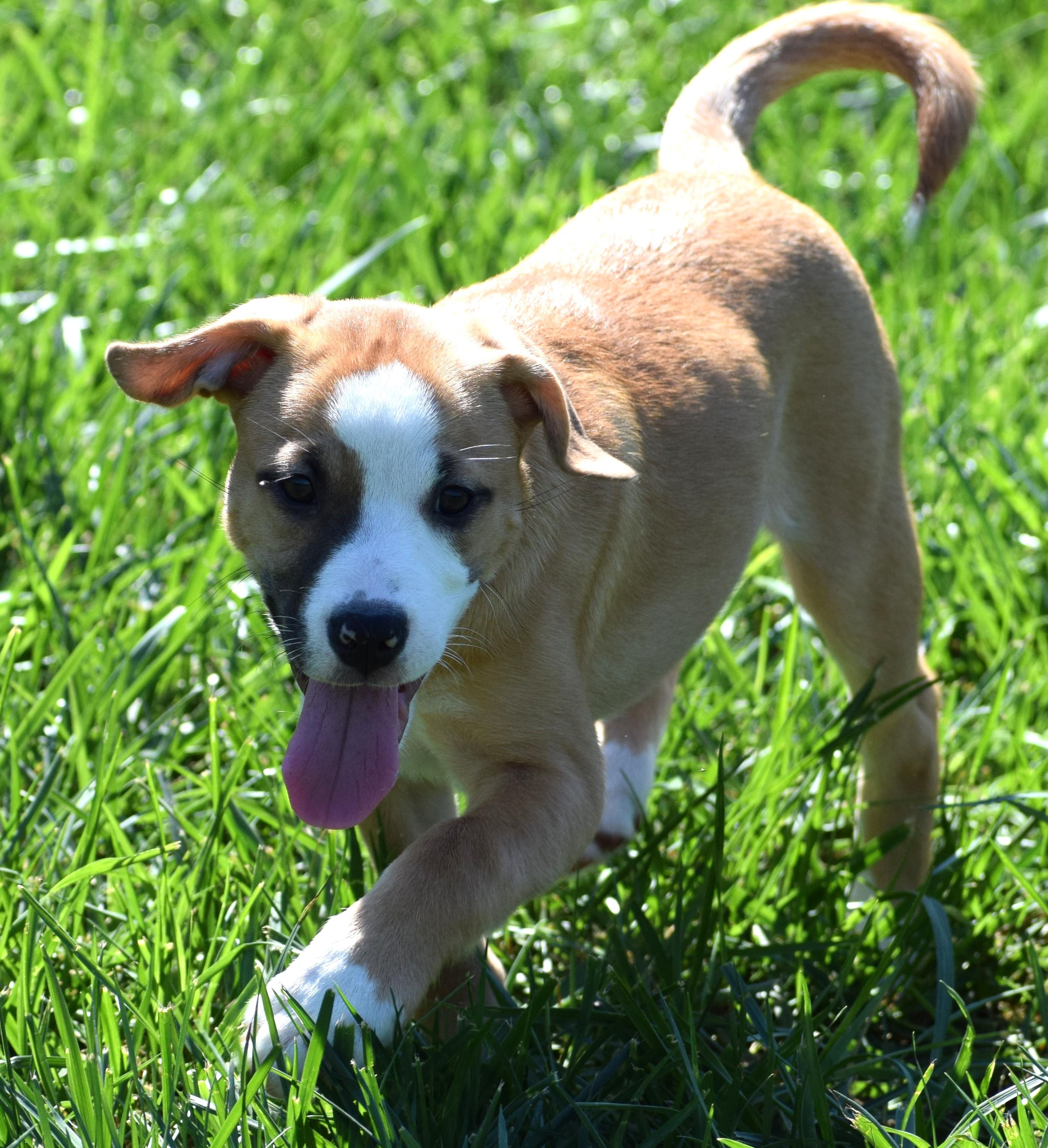 Enlarge Jessa-Available www.lhar.dog to apply, a Adoptable mixed breed in Frederick, MD image 6/6