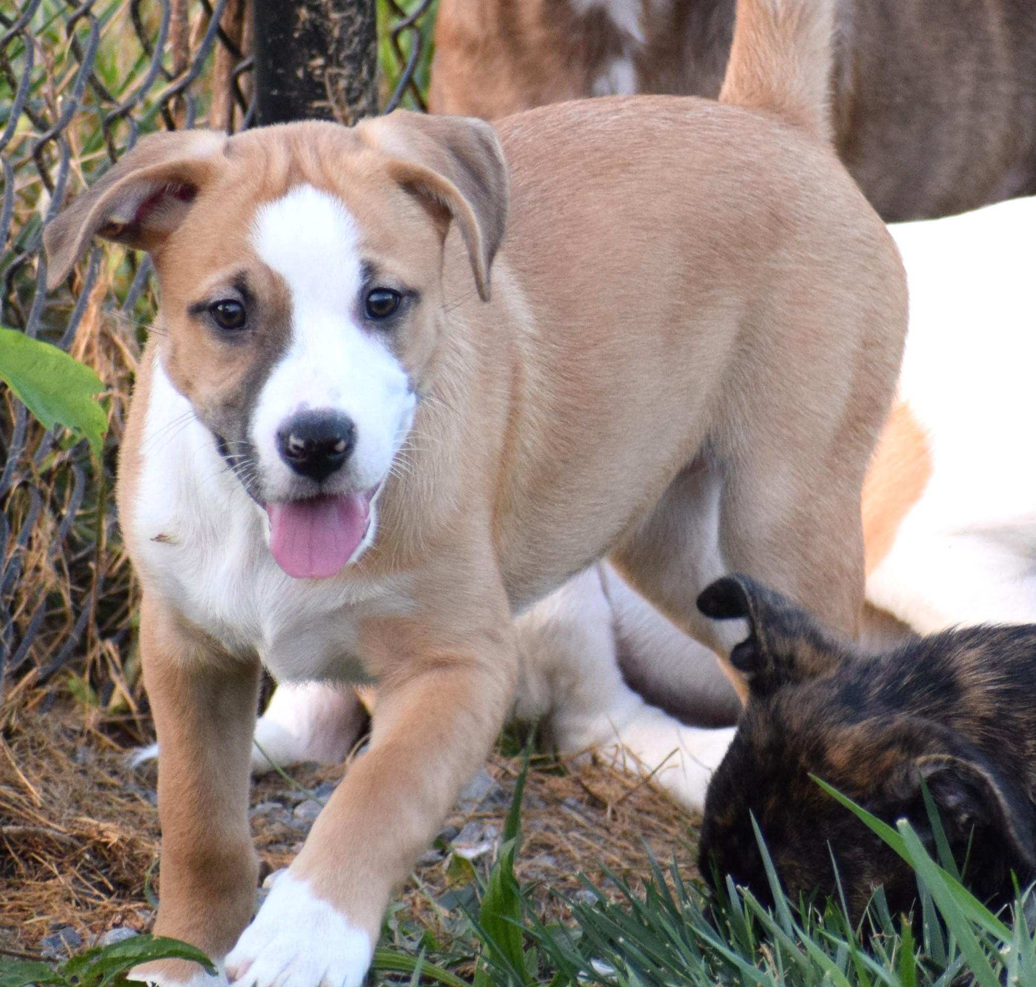Enlarge Jessa-Available www.lhar.dog to apply, a Adoptable mixed breed in Frederick, MD image 1/6