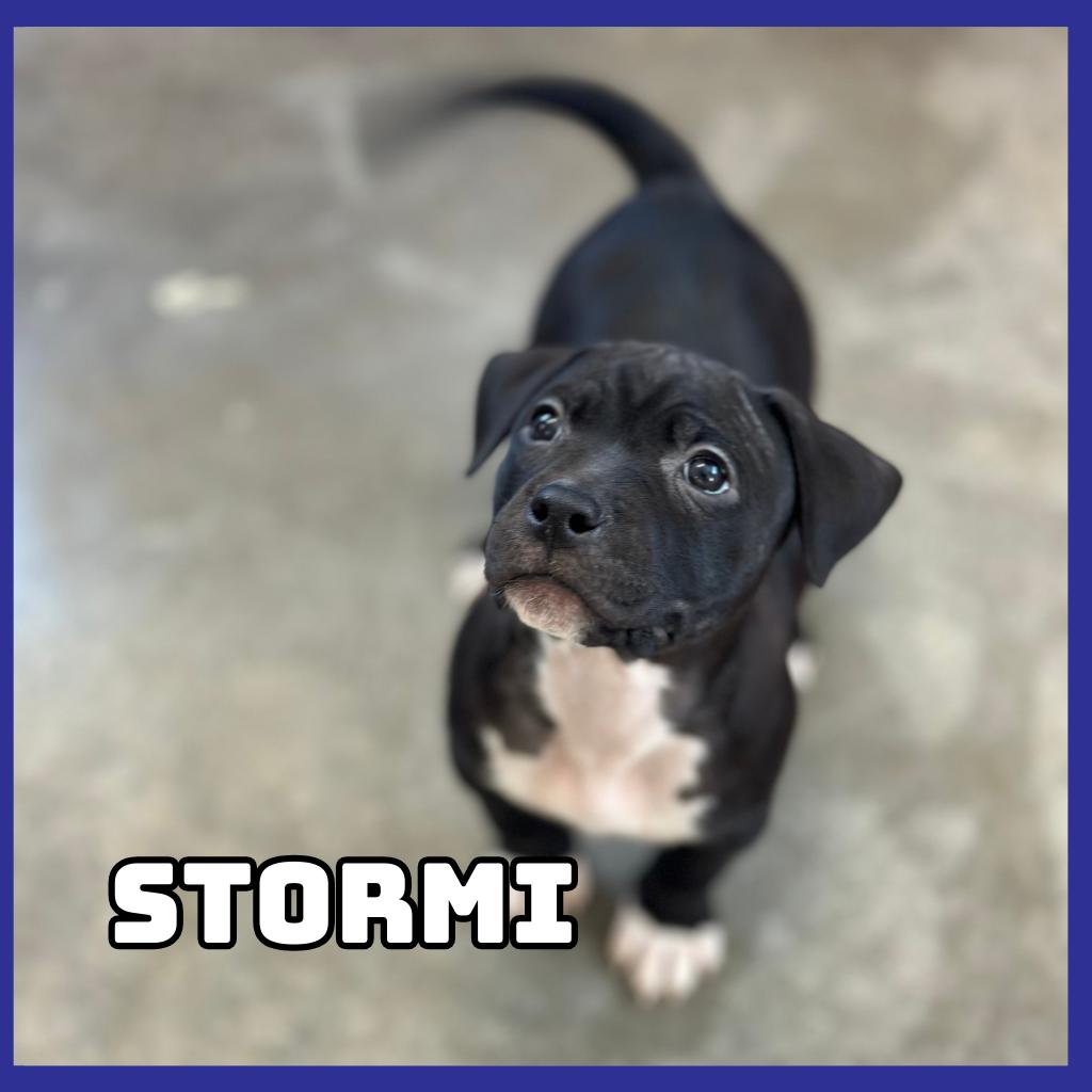 Stormi, Adoptable, Puppy Female French Bulldog & Pit Bull Terrier.