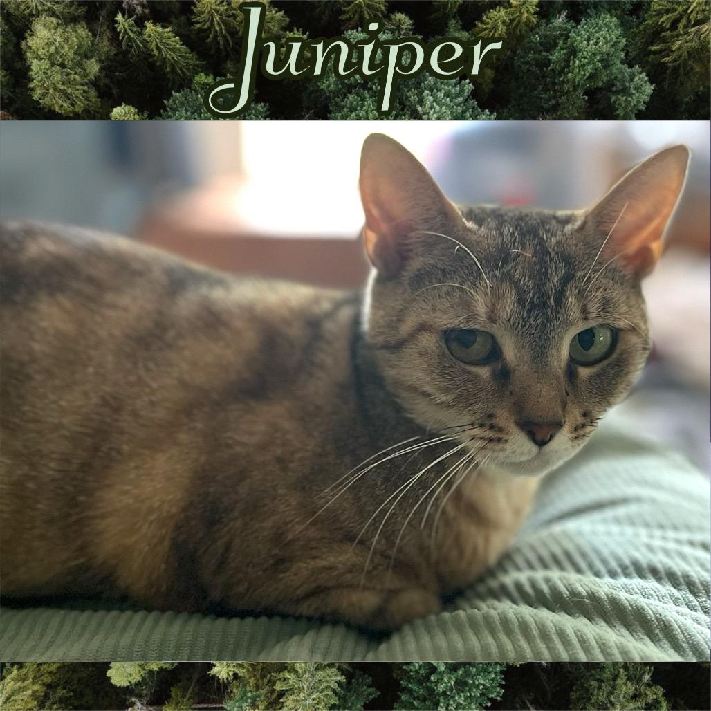 Juniper, Adoptable, Young Female Domestic Short Hair.