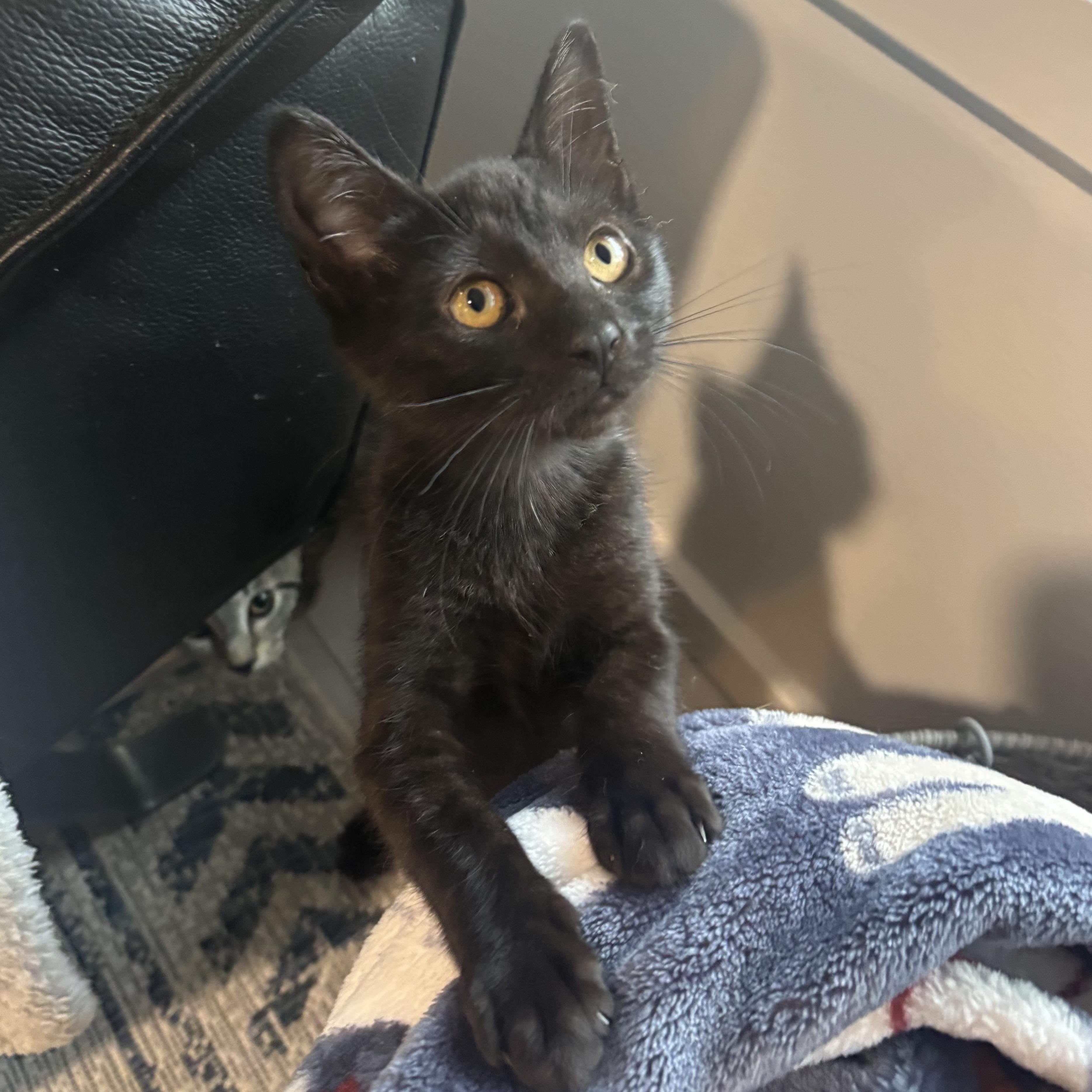 Spackle, a ADOPTABLE Domestic Short Hair in Renton , WA image 6/6