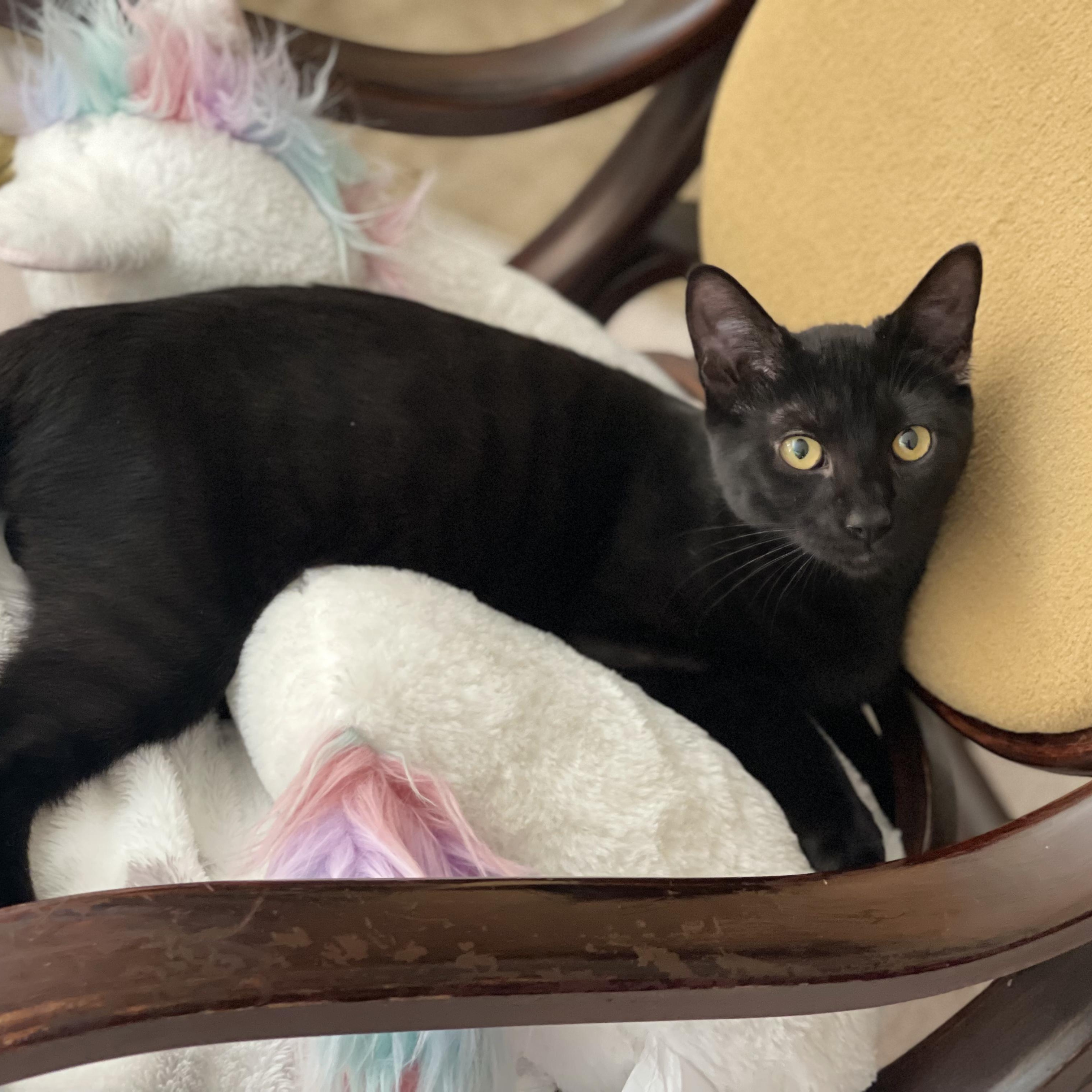 Enlarge Spackle (Bonded to Rebar), a Adoptable Domestic Short Hair in Renton , WA image 4/6