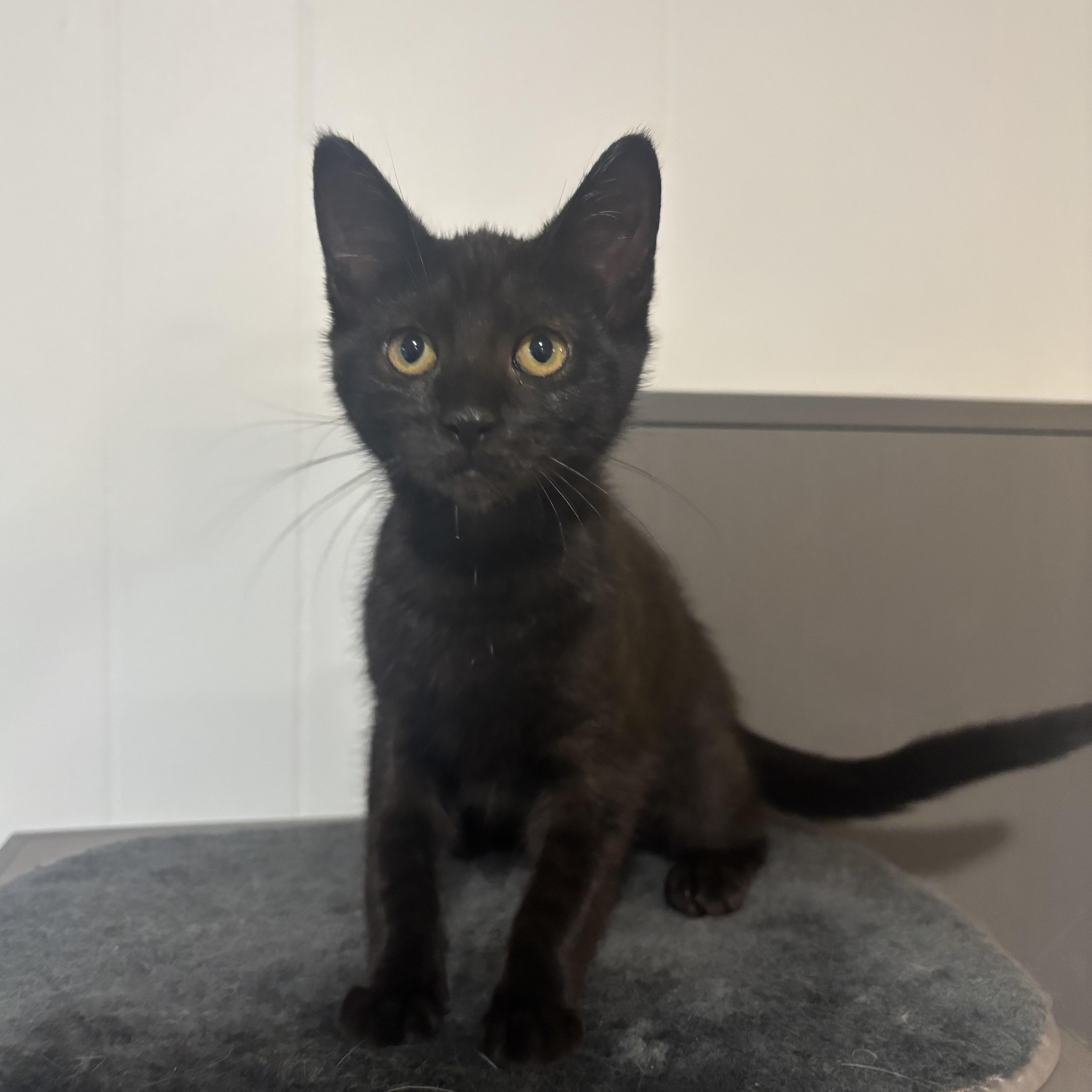 Spackle, a ADOPTABLE Domestic Short Hair in Renton , WA image 5/6