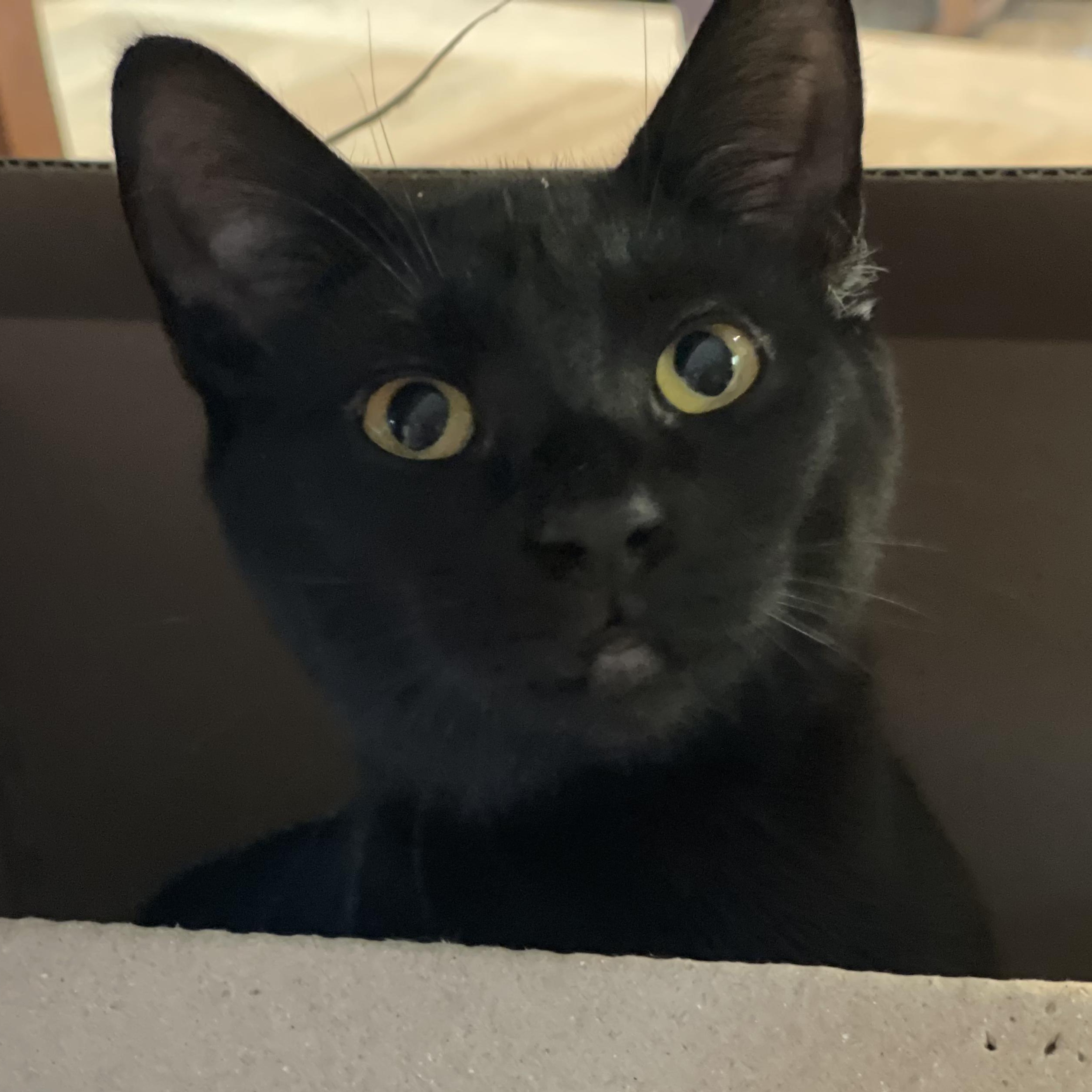 Enlarge Spackle (Bonded to Rebar), a Adoptable Domestic Short Hair in Renton , WA image 5/6