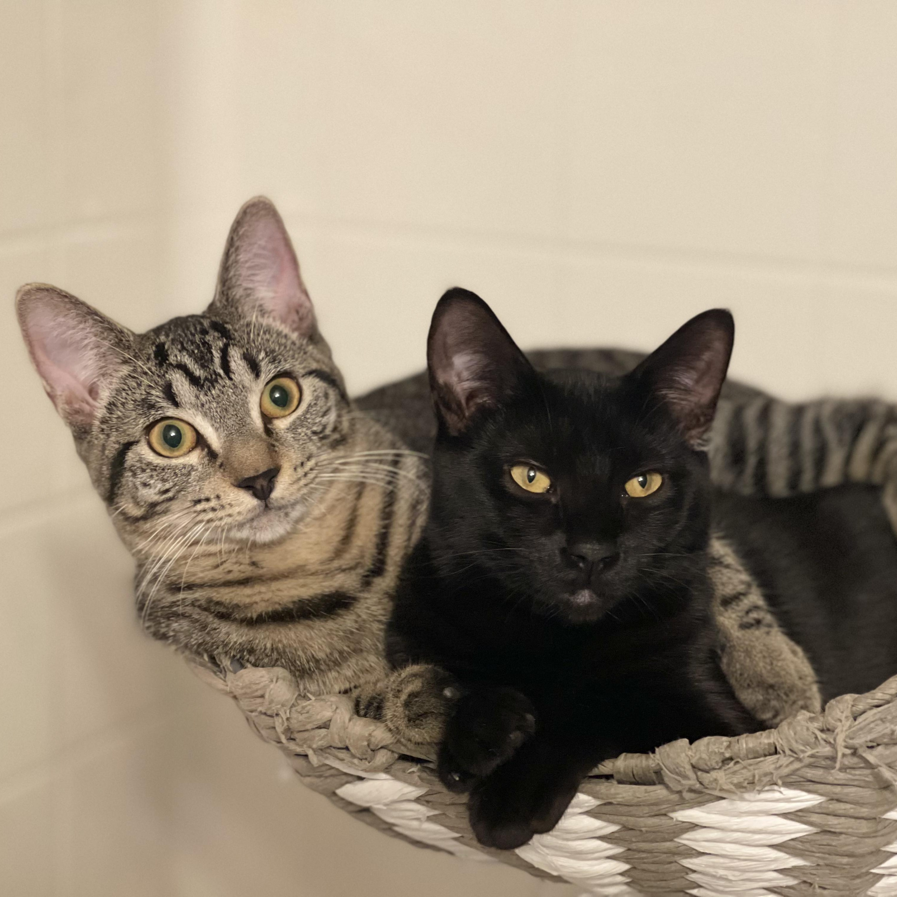 Spackle (Bonded to Rebar), Adoptable, Kitten Female Domestic Short Hair.