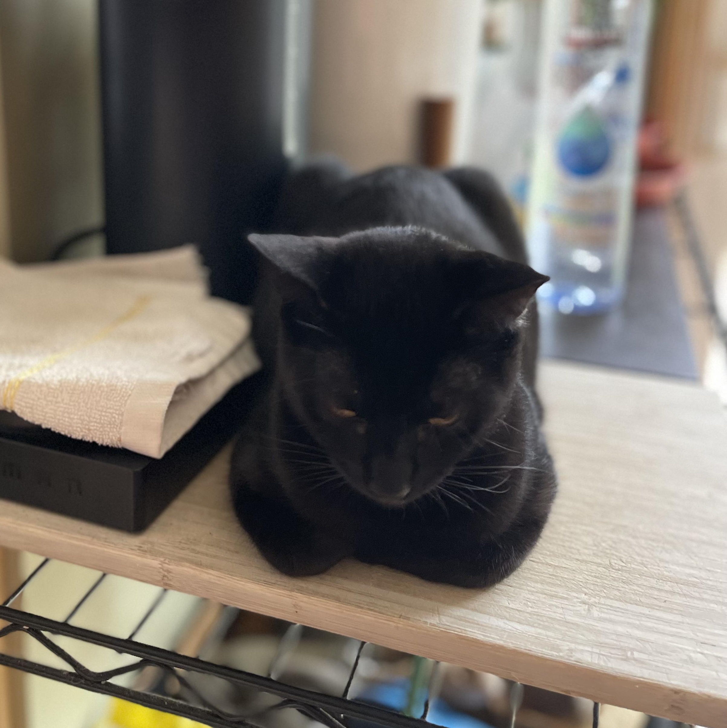 Enlarge Spackle (Bonded to Rebar), a Adoptable Domestic Short Hair in Renton , WA image 2/6