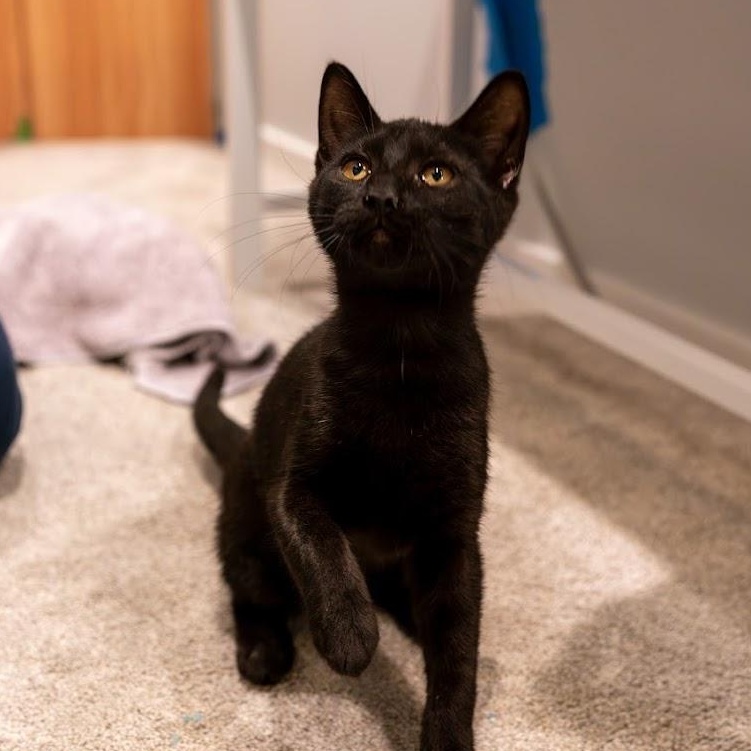 Spackle, a ADOPTABLE Domestic Short Hair in Renton , WA image 4/6