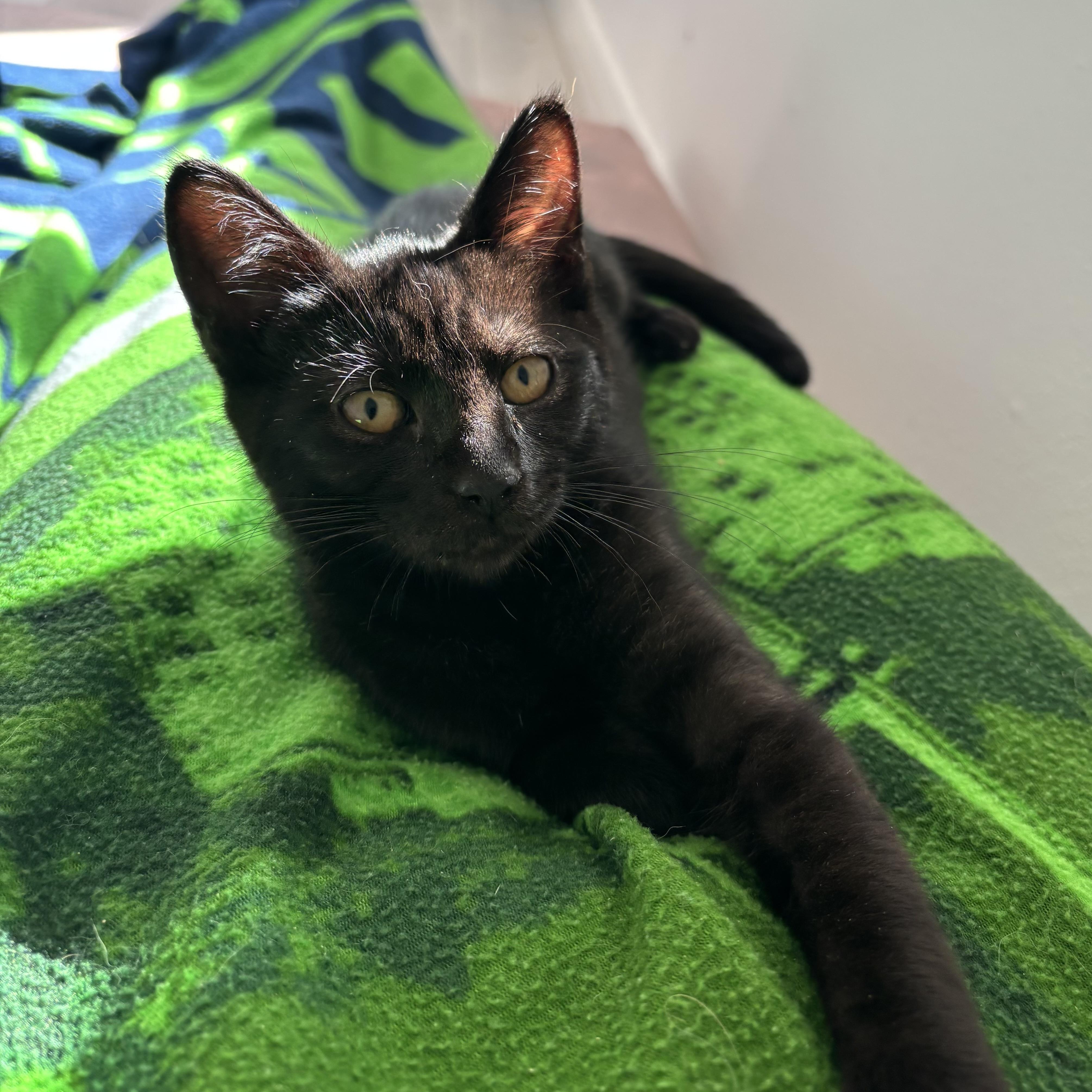 Spackle, a ADOPTABLE Domestic Short Hair in Renton , WA image 2/6