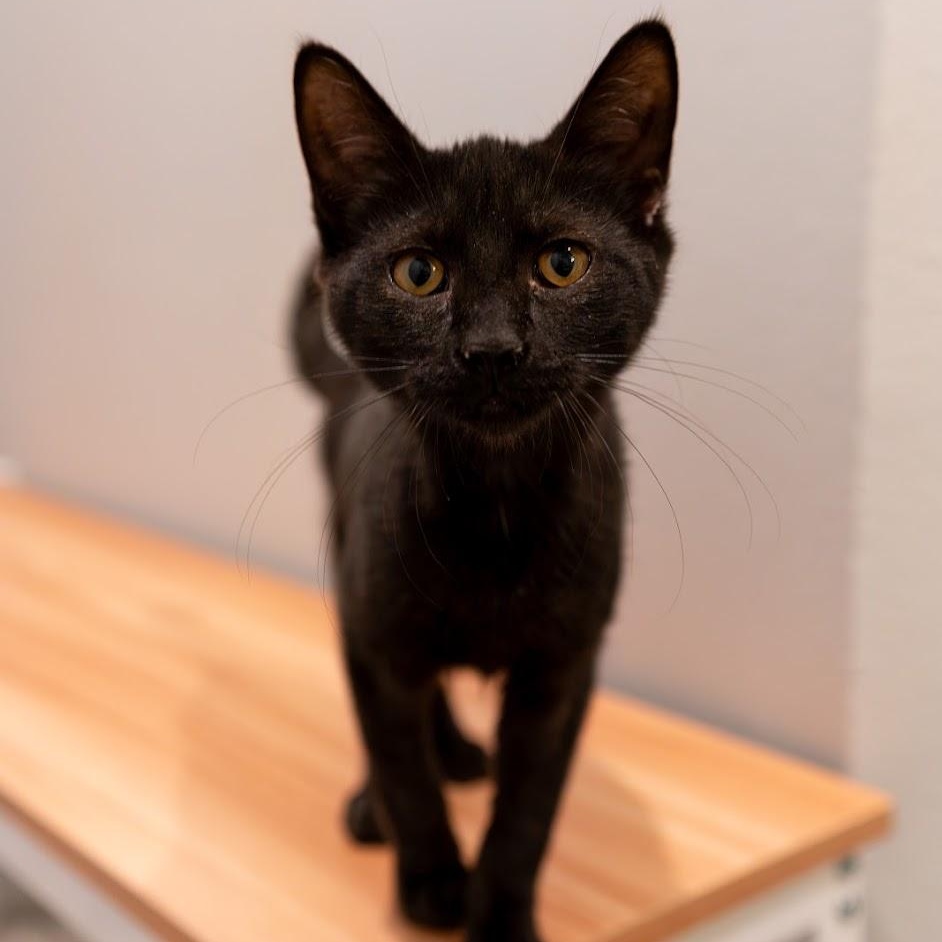 Spackle, ADOPTABLE, Kitten Female Domestic Short Hair.
