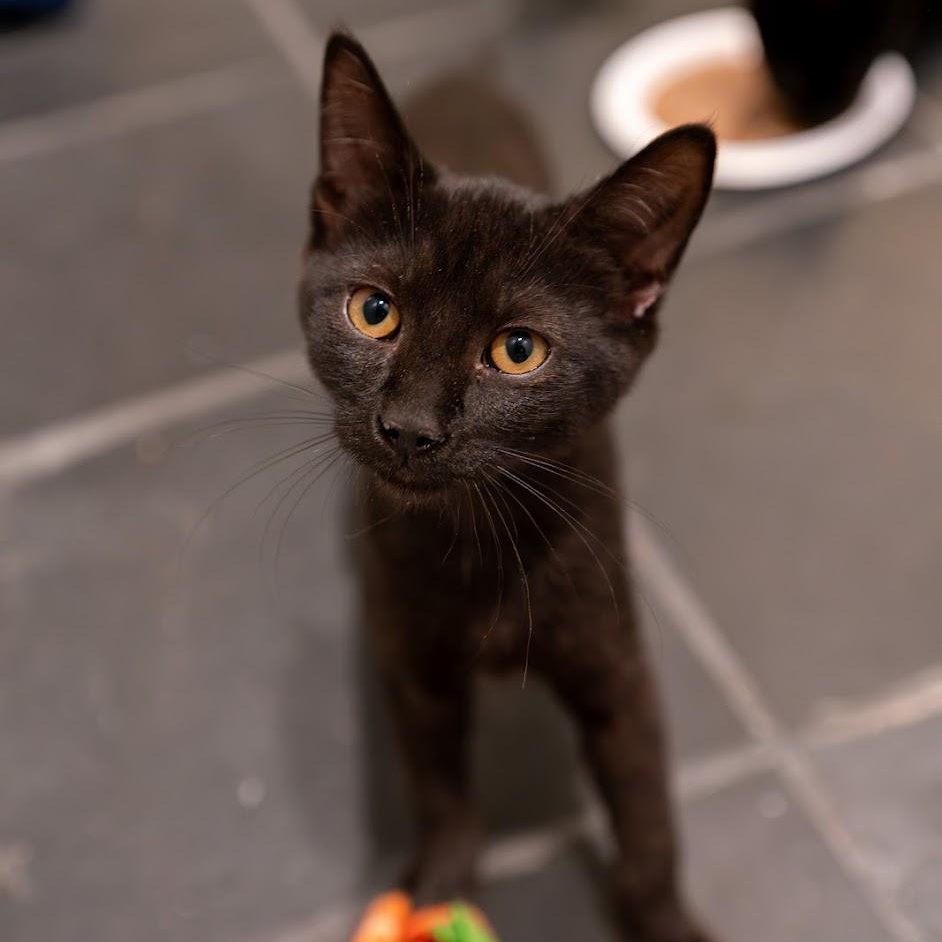 Spackle, a ADOPTABLE Domestic Short Hair in Renton , WA image 3/6