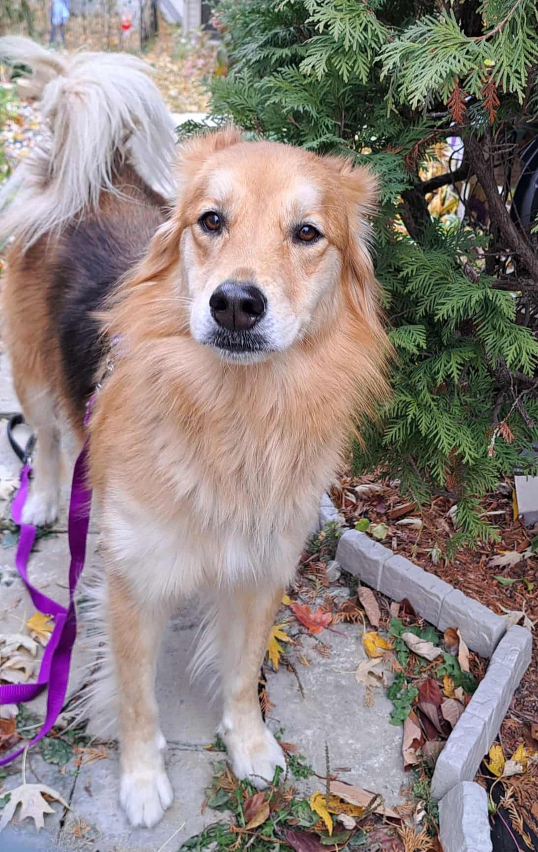 Reeses, a Adoptable mixed breed in Cedar Rapids, IA image 3/6