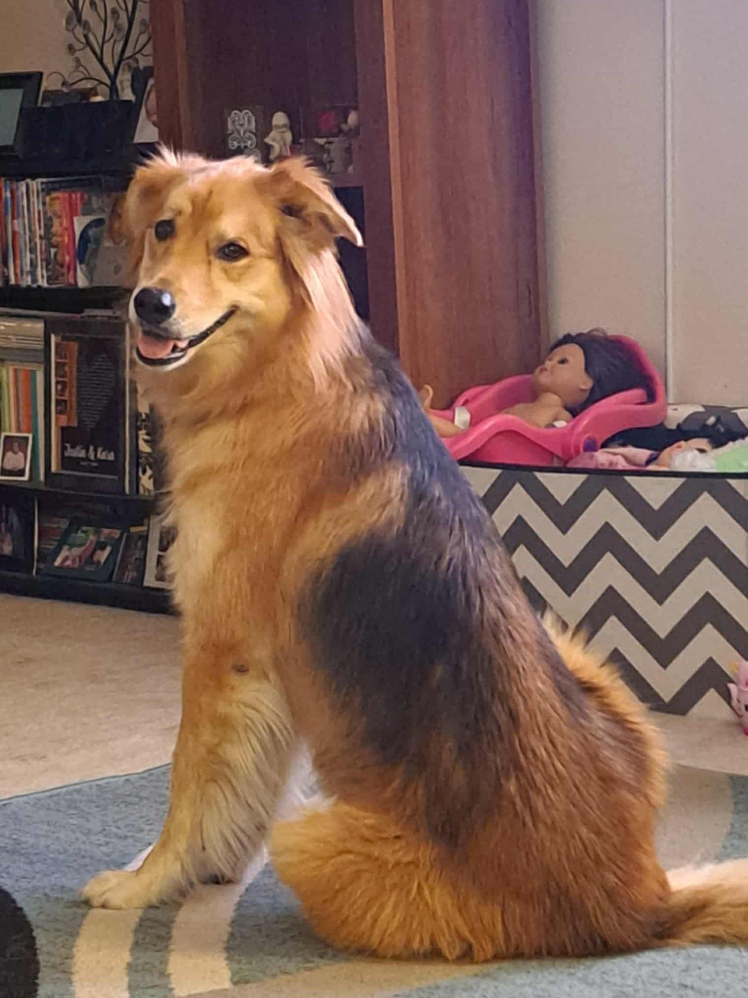 Reeses, a Adoptable mixed breed in Cedar Rapids, IA image 4/6