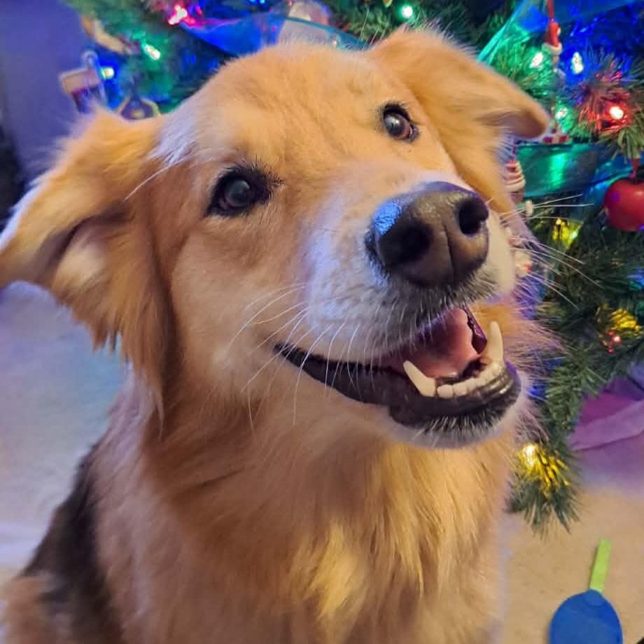 Reeses, Adoptable, Adult Female German Shepherd Dog & Golden Retriever.