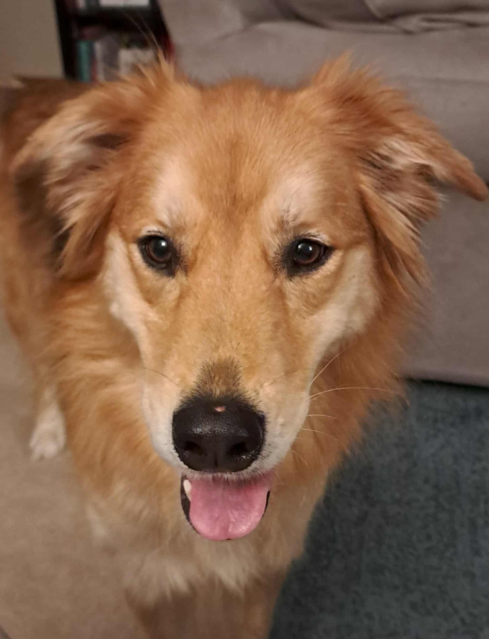 Reeses, a Adoptable mixed breed in Cedar Rapids, IA image 1/6