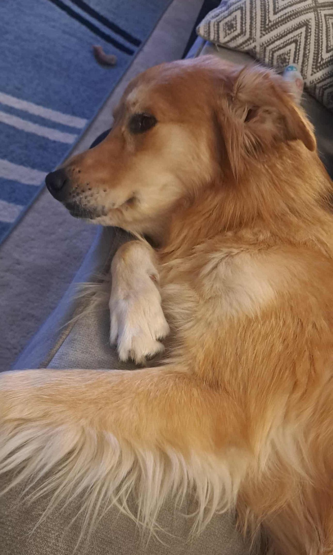 Reeses, a Adoptable mixed breed in Cedar Rapids, IA image 5/6