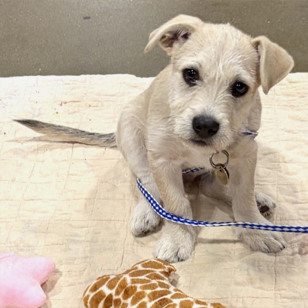 Enlarge Chevy Lee, a Adopted mixed breed in Overland Park, KS image 1/3