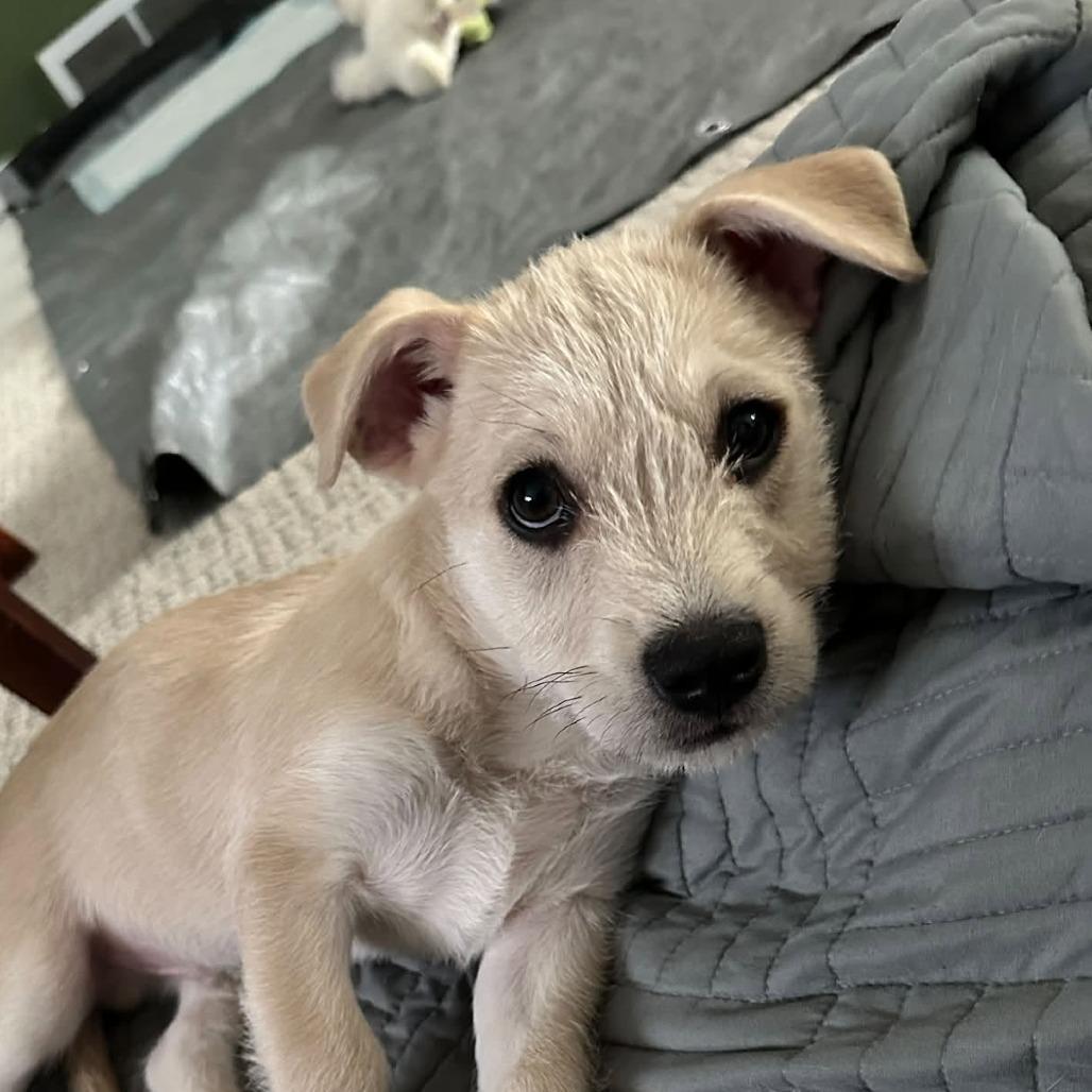 Enlarge Chevy Lee, a Adopted mixed breed in Overland Park, KS image 2/3