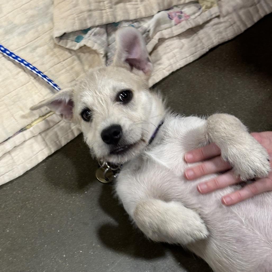 Enlarge Chevy Lee, a Adopted mixed breed in Overland Park, KS image 3/3