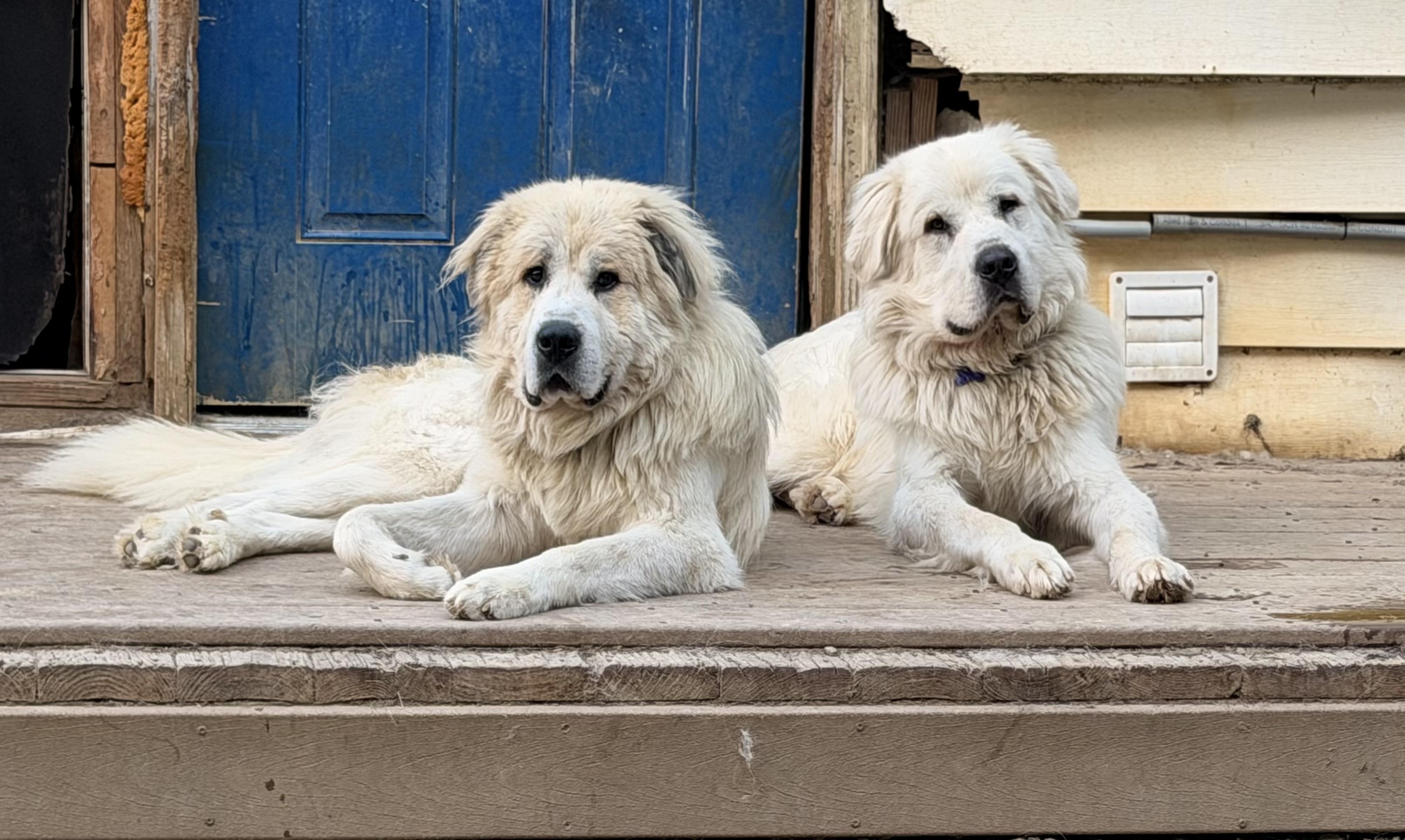 Koga and Yuki, a ADOPTABLE mixed breed in Bakersville, NC image 1/5