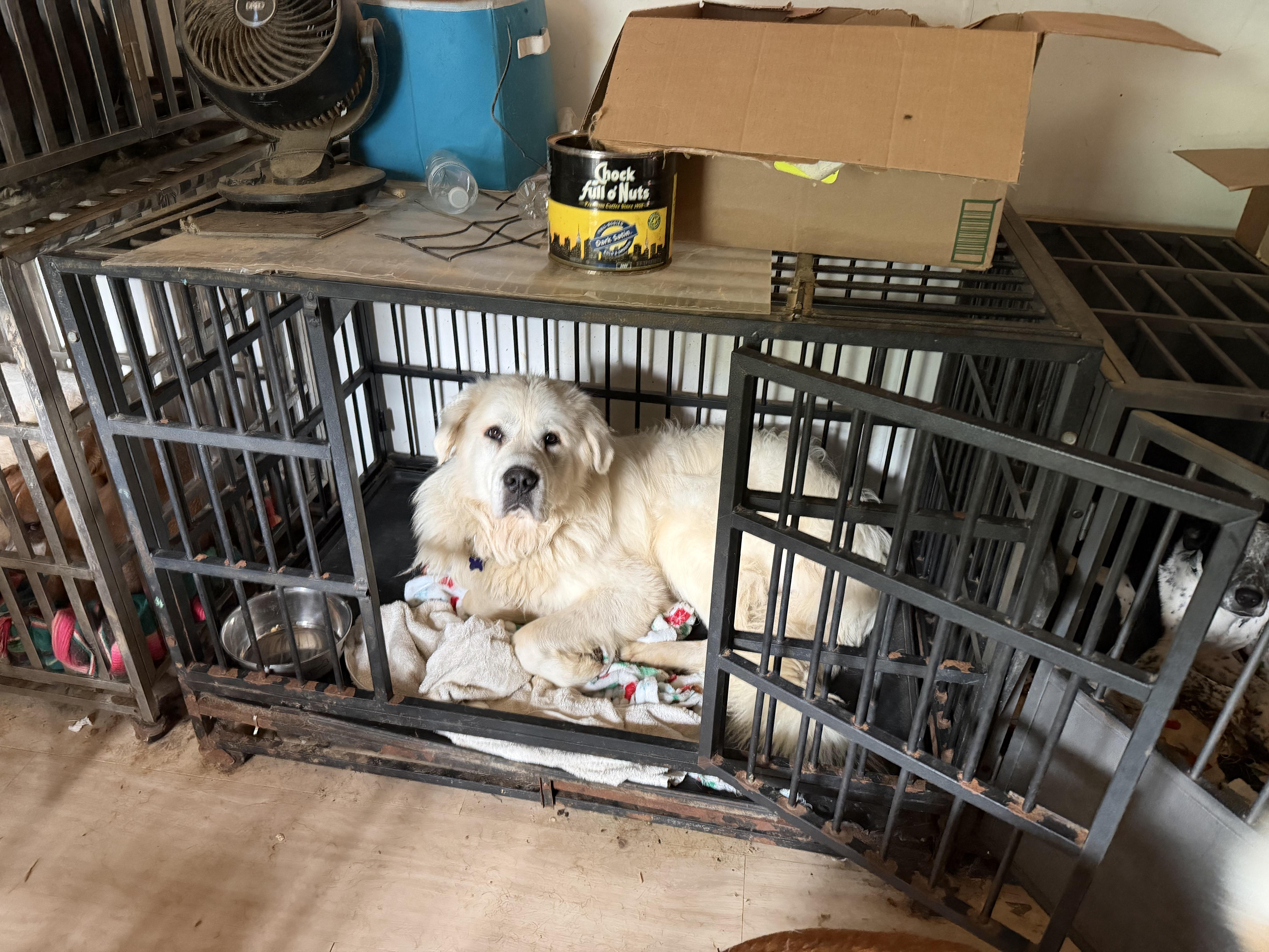 Koga and Yuki, a ADOPTABLE mixed breed in Bakersville, NC image 5/5