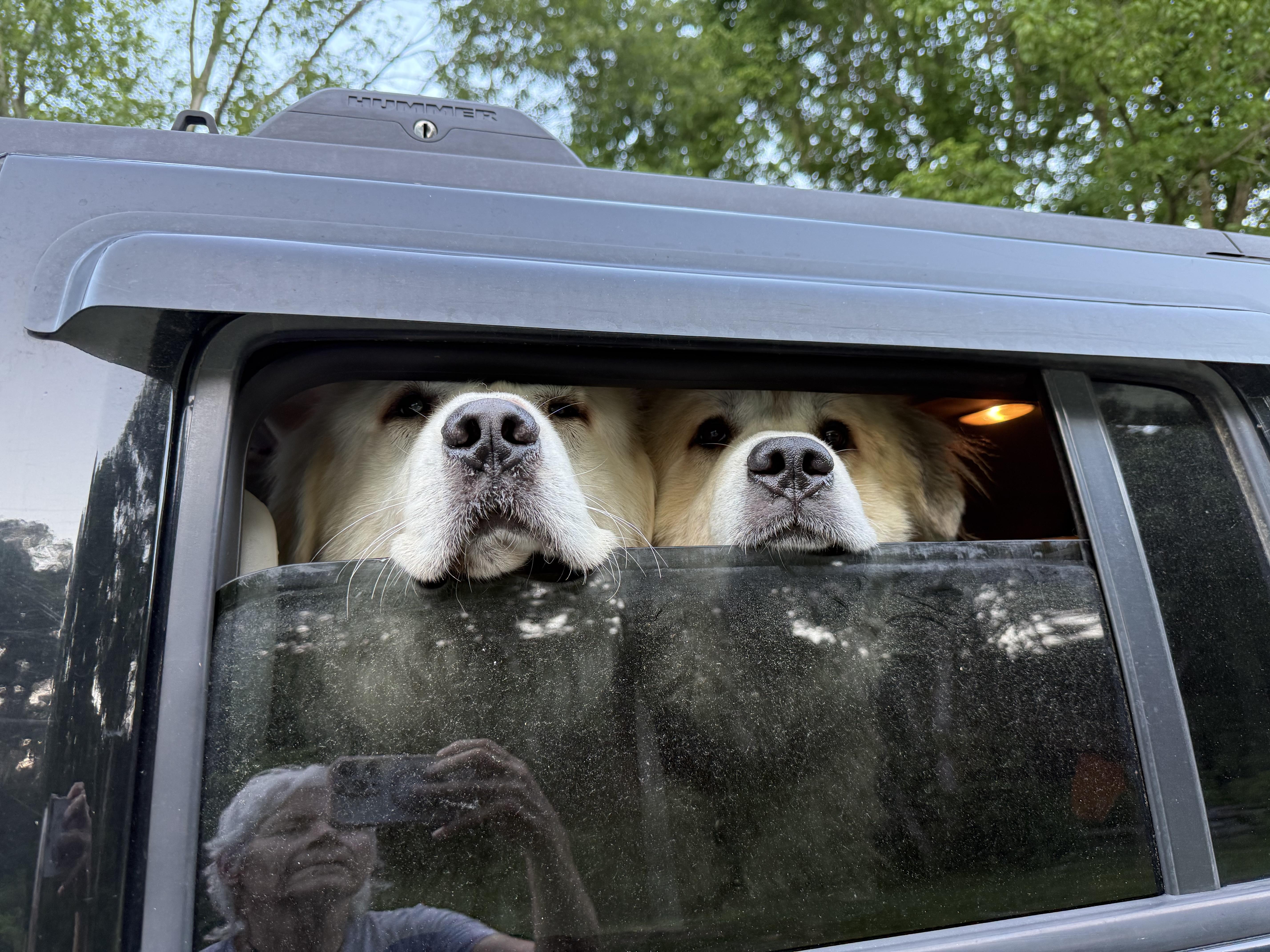 Koga and Yuki, a ADOPTABLE mixed breed in Bakersville, NC image 4/5
