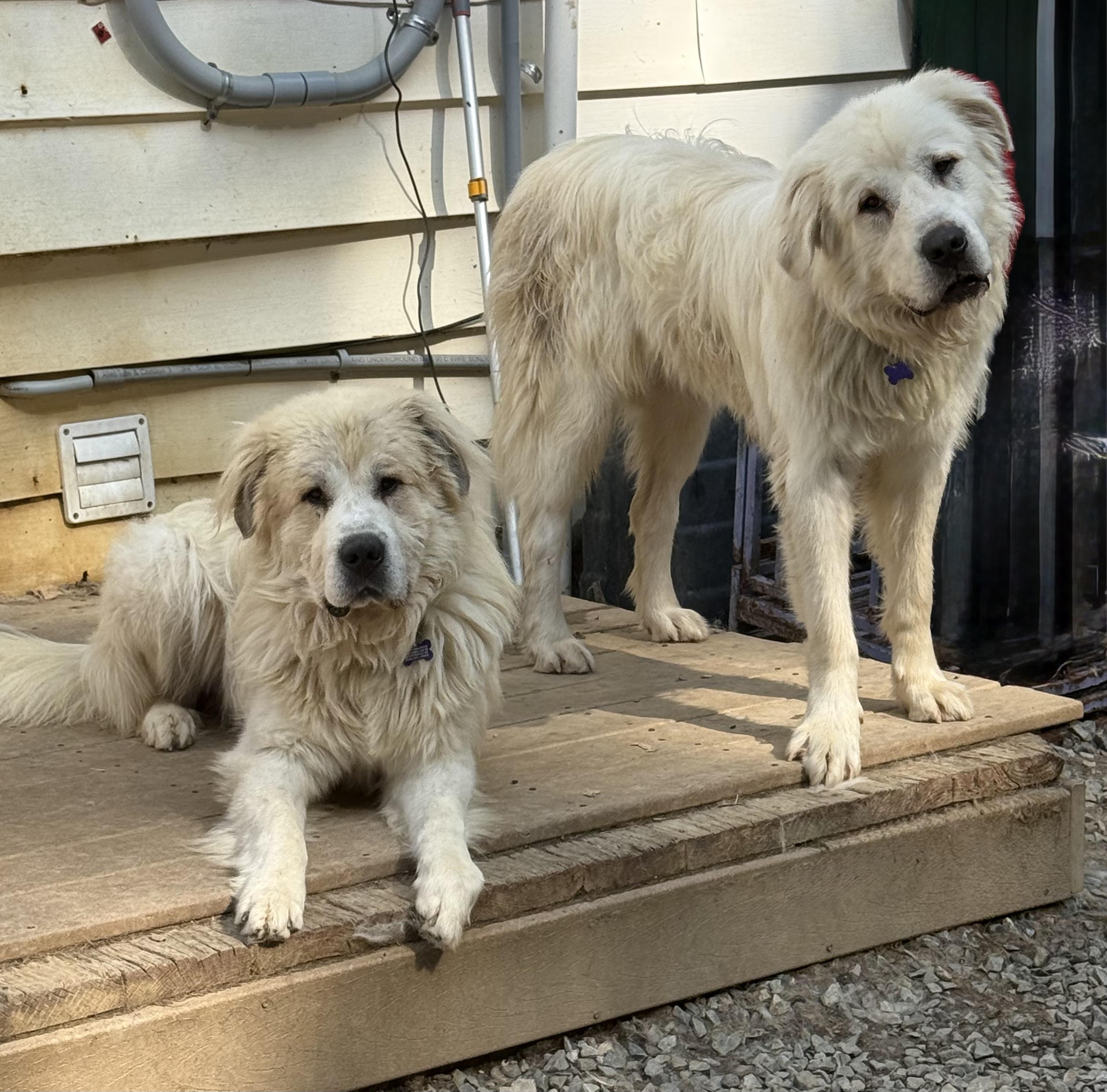 Koga and Yuki, a ADOPTABLE mixed breed in Bakersville, NC image 2/5